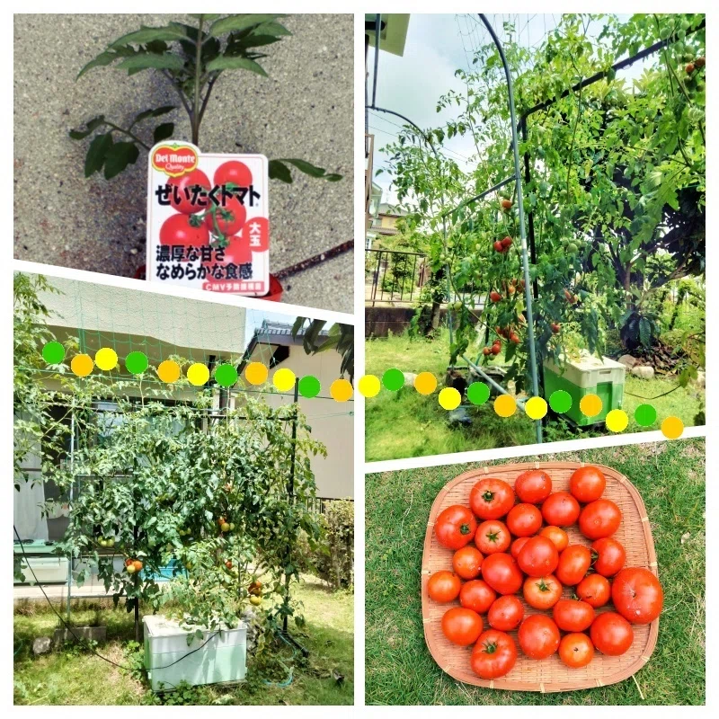 🍅とまとん母さん栽培例】ぜいたくトマト135個・ホームハイポニカSarah