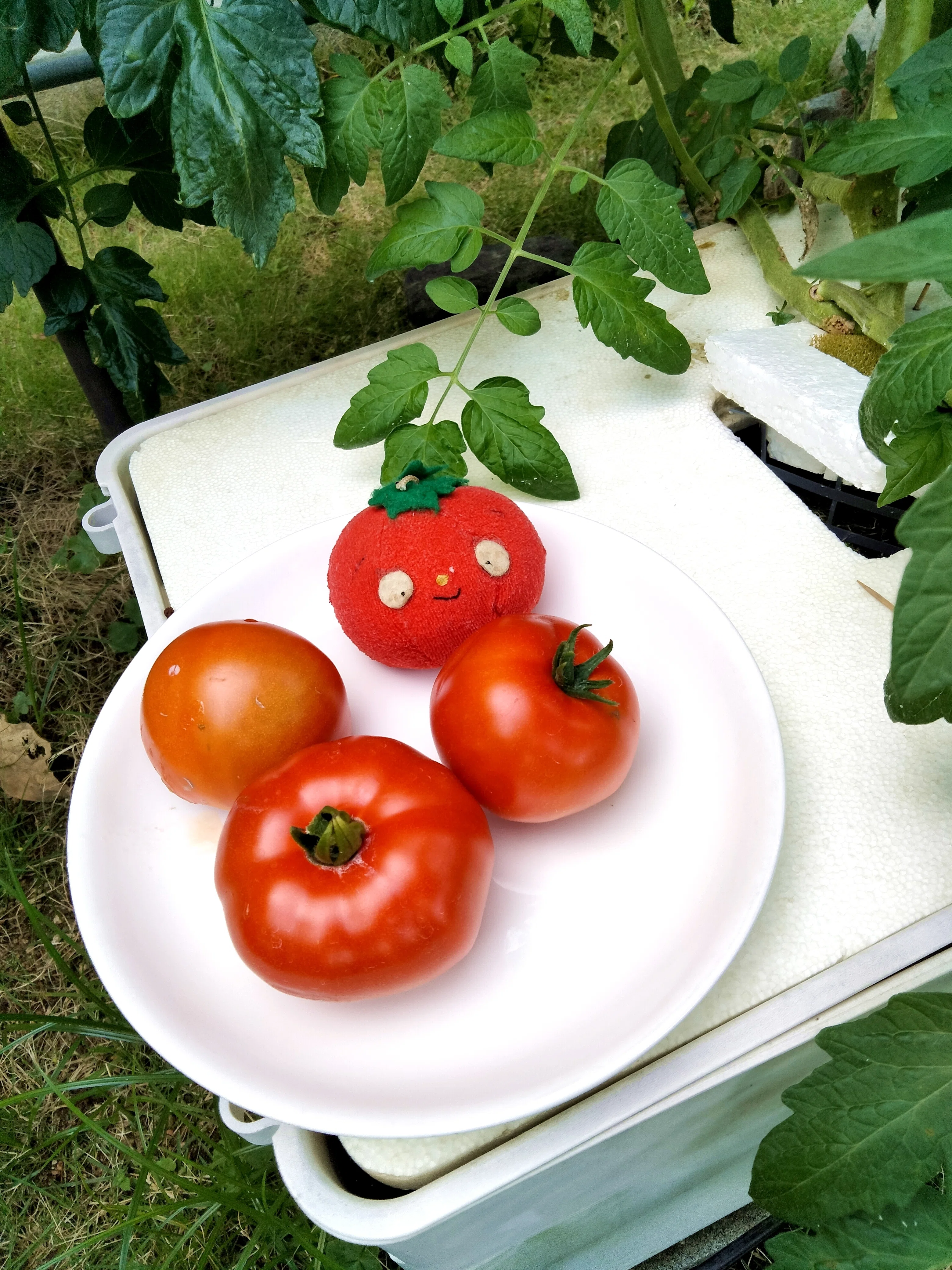 🍅とまとん母さん栽培例】ぜいたくトマト135個・ホームハイポニカSarah