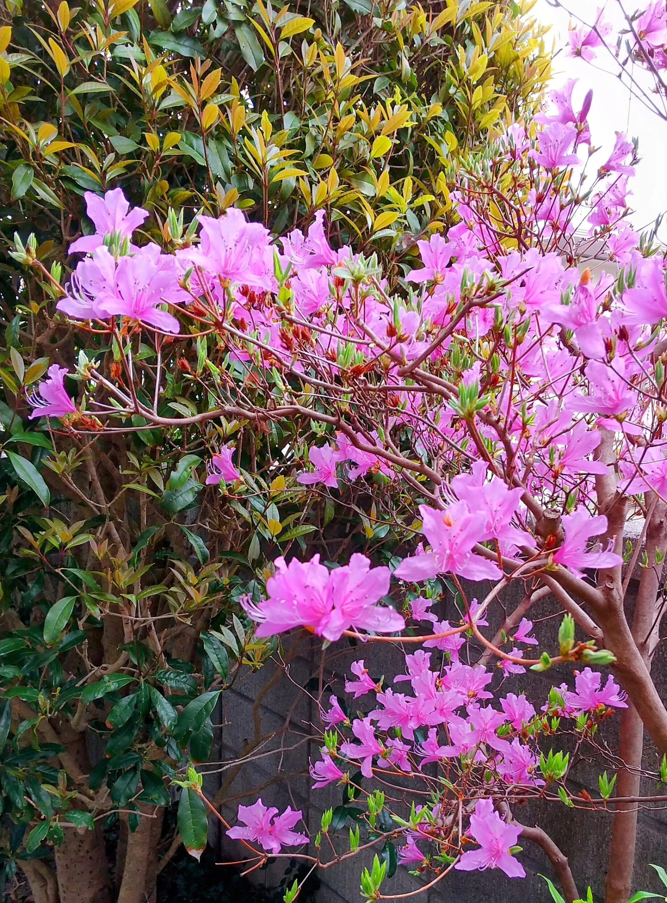 ミツバツツジ満開 | 自宅庭の花々｜フジガッキー/ウェルビーイング