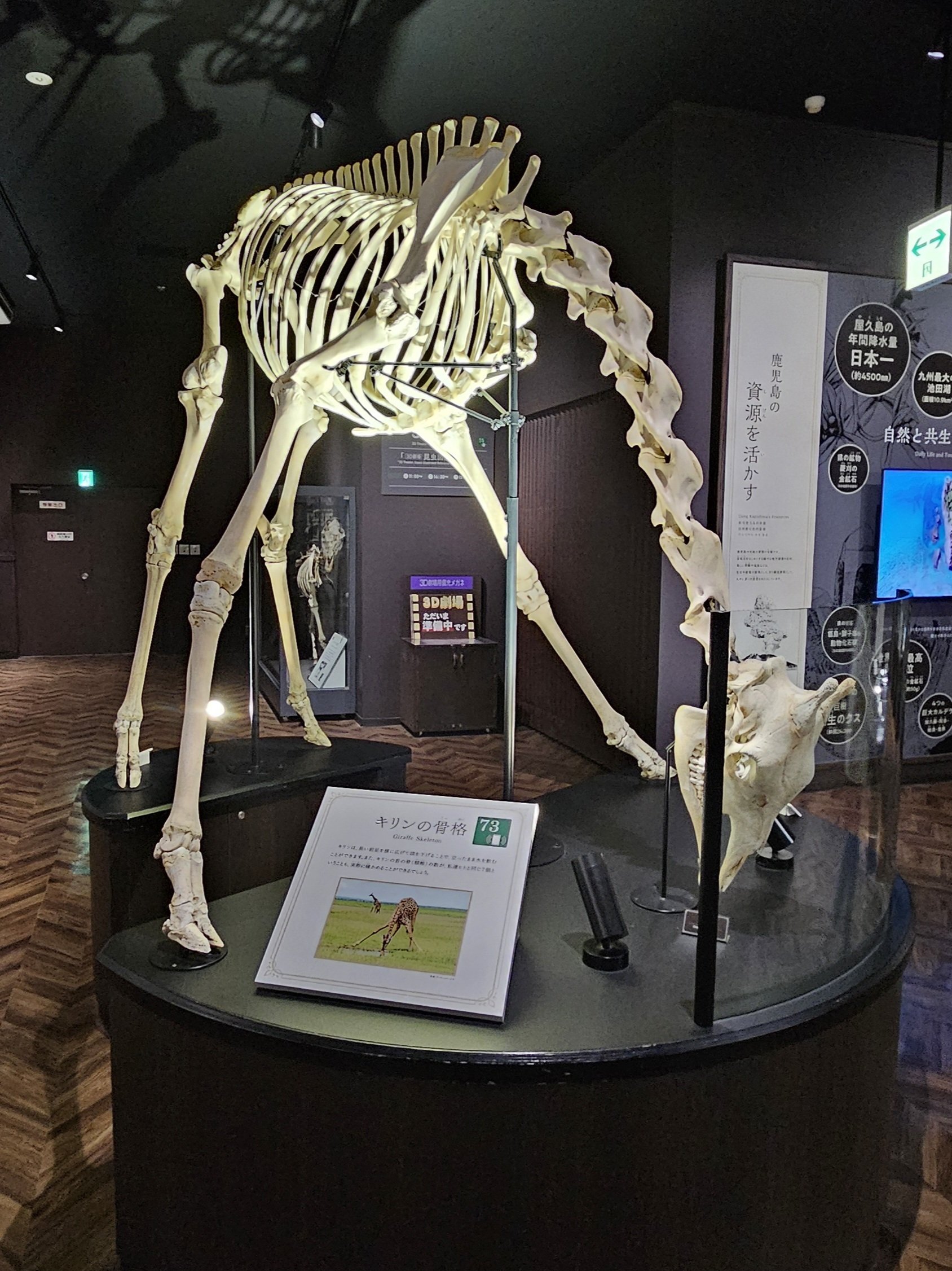 カニ　化石　博物館　地学　標本　甲殻類　勉強資料 カニ 化石 博物館 地学 標本 甲殻類 勉強資料