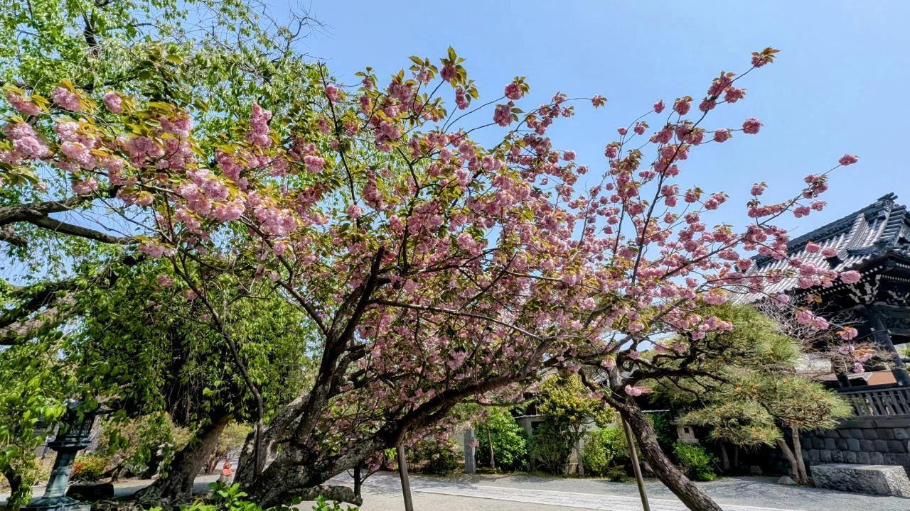 鎌倉・小町「本覚寺の八重桜 2025」【四季折々の花、草木】〈名所編