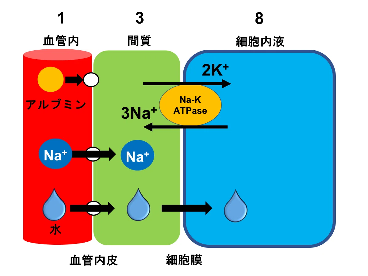 “なぜそうなる?”がわかる!輸液の仕組みと使い分け【図解あり】|ちーの/臨床薬学