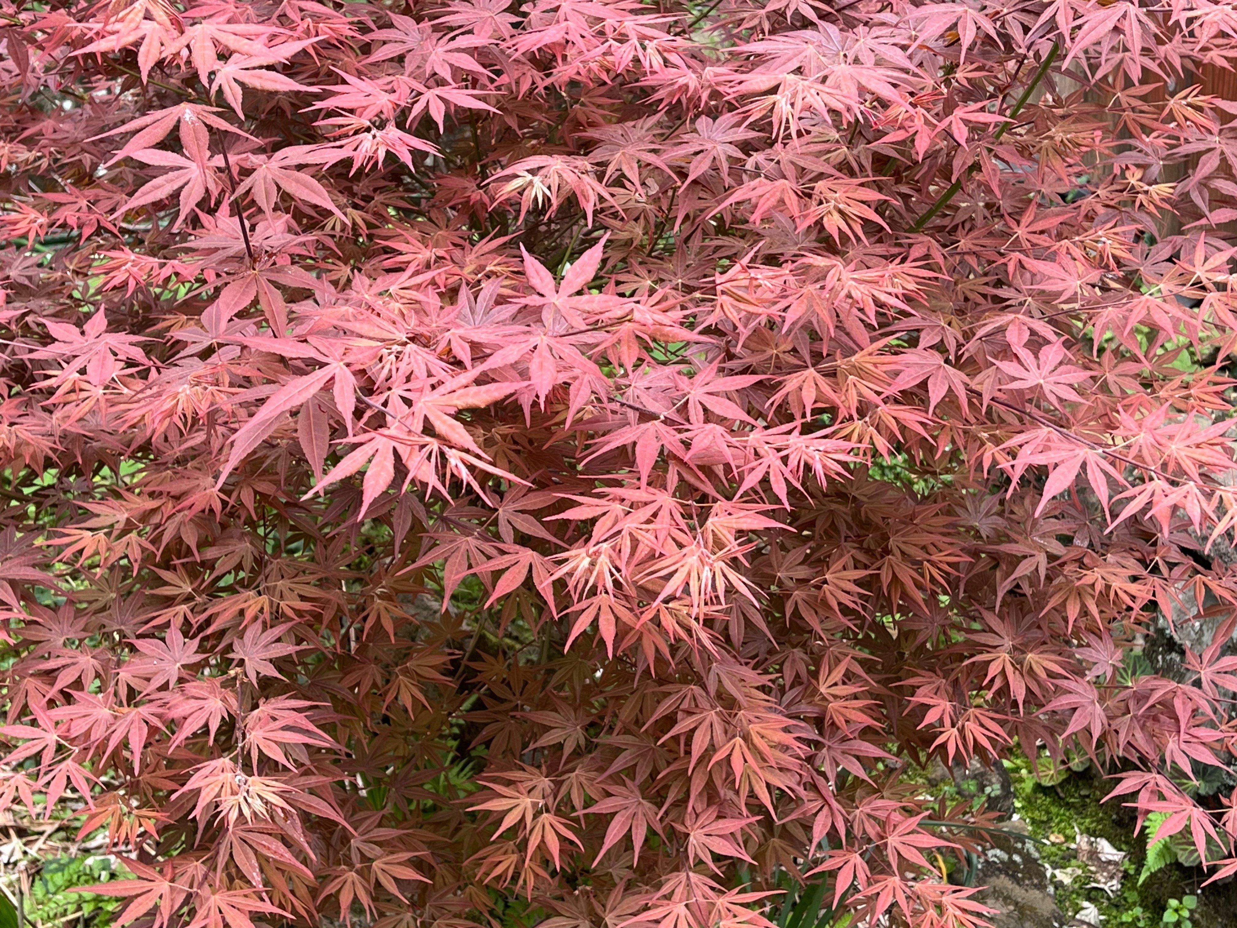 野村紅葉/A351 野村紅葉/A351