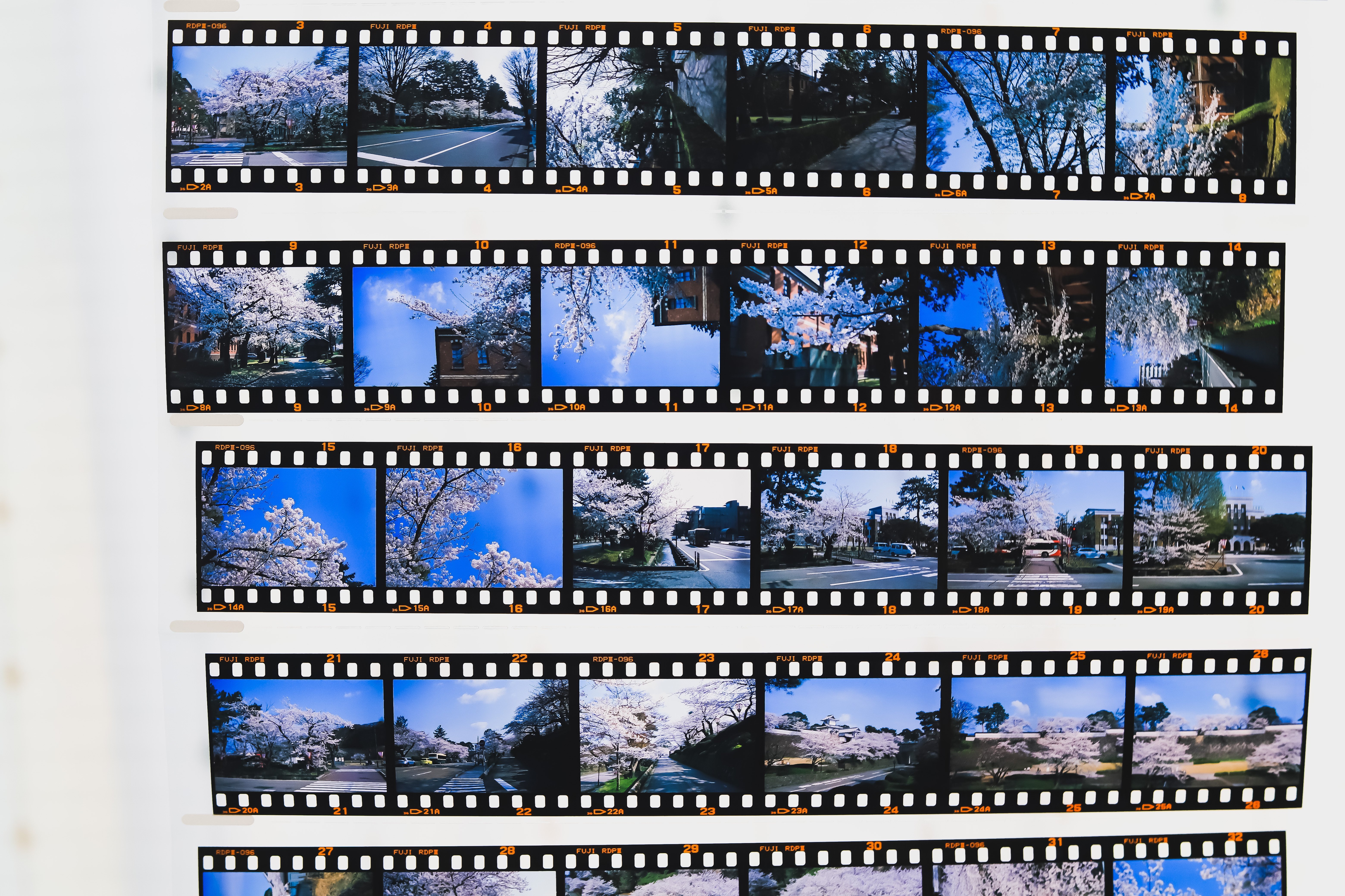 桜満開の金沢！】ニコン Fとポジ/ネガフィルムで撮る桜｜もんぶらん