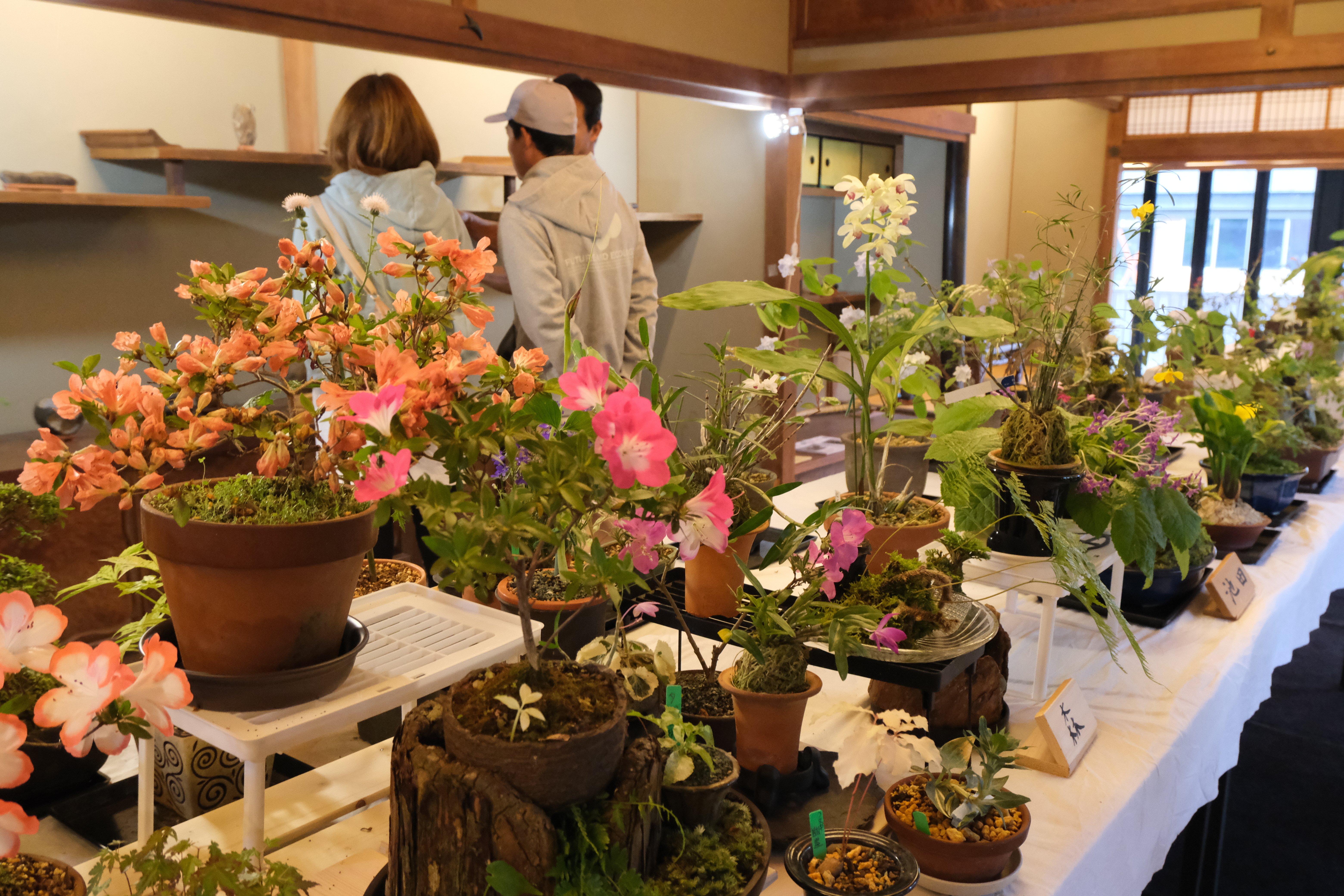 春の山野草と四万十川石展vol.5 R7.5.10(土)~5.17(土) 暮らしに 春の山野草と四万十川石展vol.5 R7.5.10(土)~5.17(土) 暮らしに