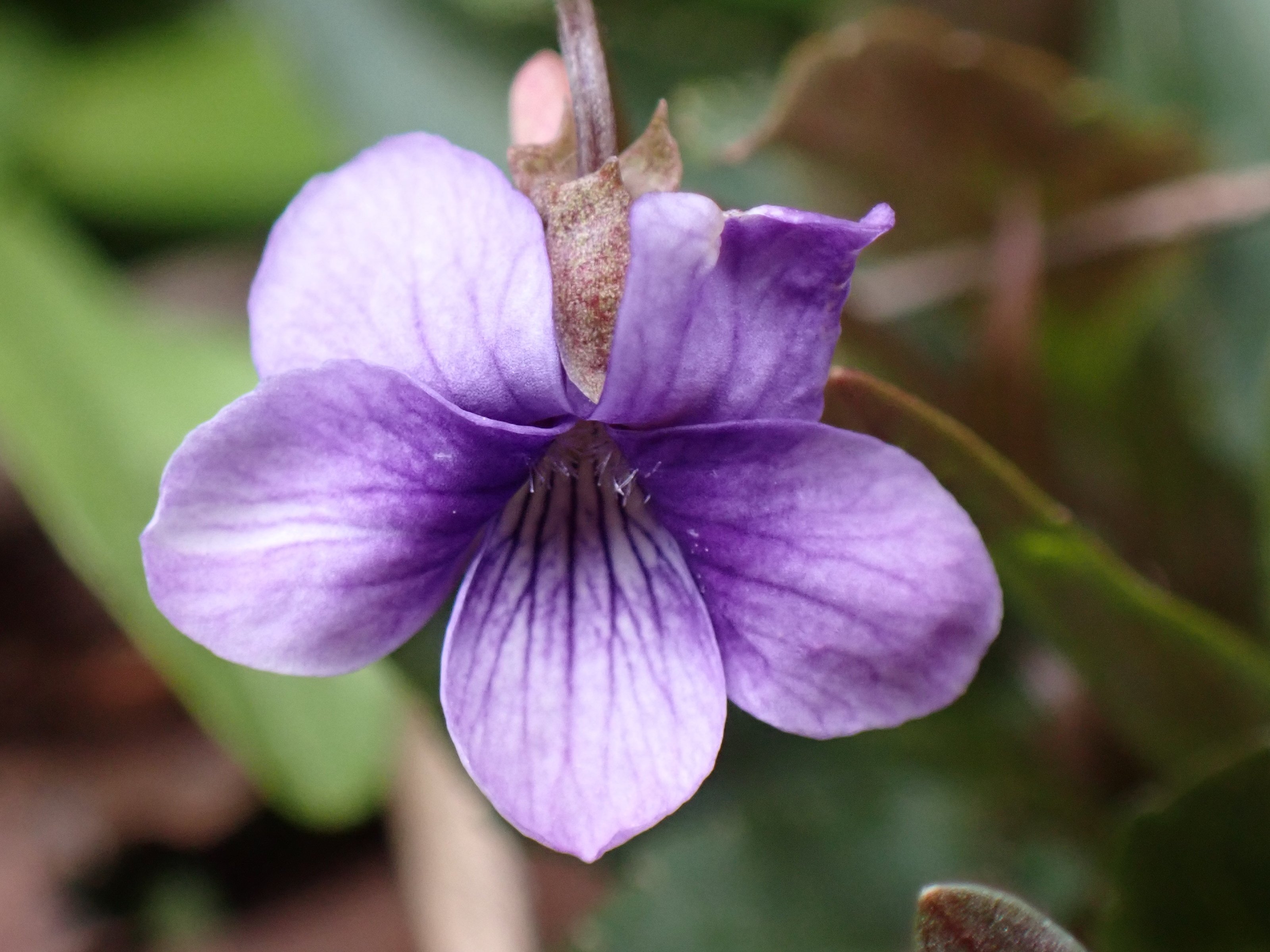 スミレの同定にチャレンジ！｜ちぐさ研究室
