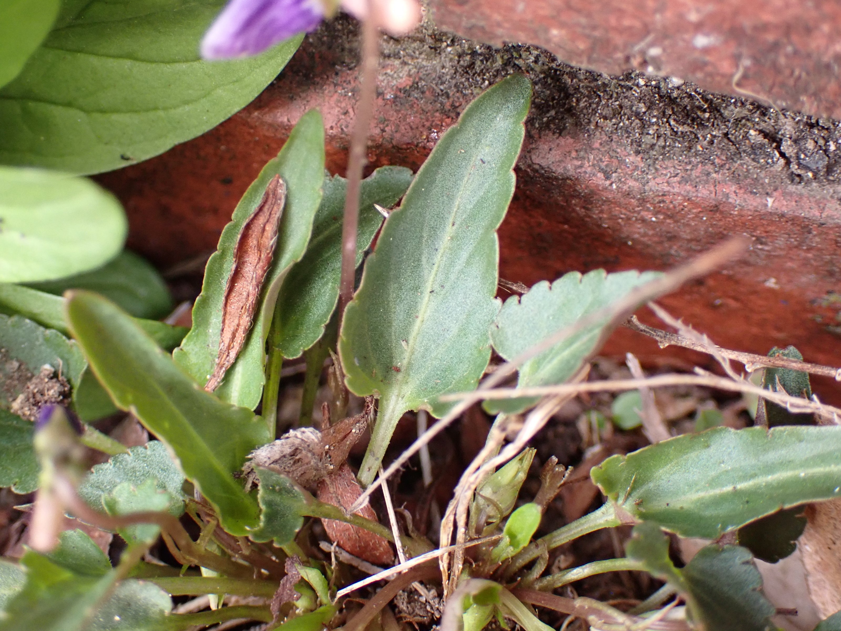 スミレ様ご確認用ページです。 Amazon.co.jp: すみれ 苗 紅むらさき 2.5号 日本すみれ スミレ 花苗 山