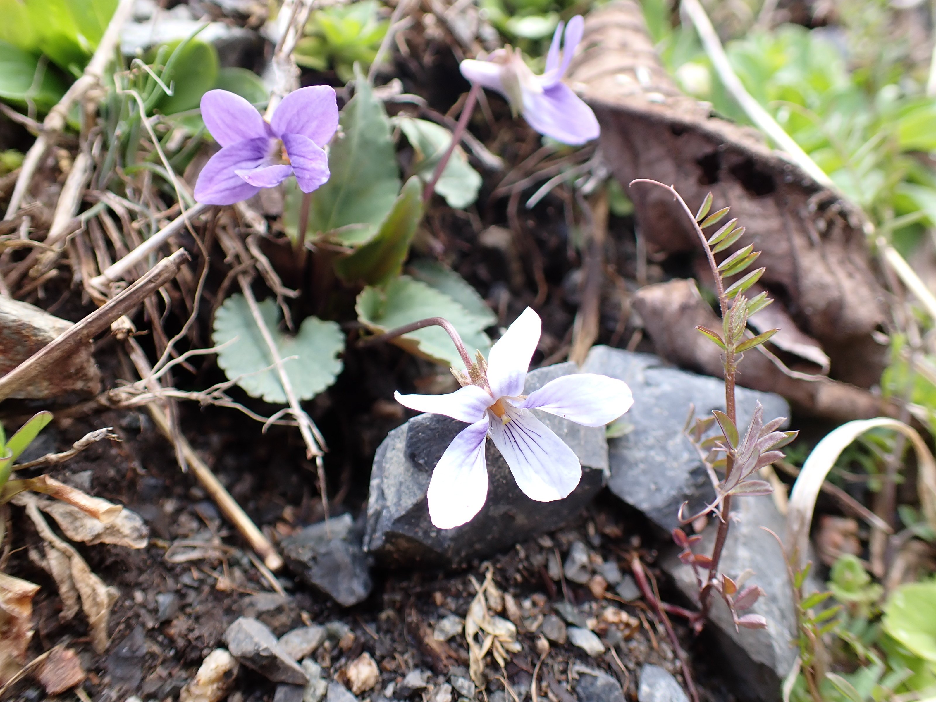 スミレ様ご確認用ページです。 Amazon.co.jp: すみれ 苗 紅むらさき 2.5号 日本すみれ スミレ 花苗 山
