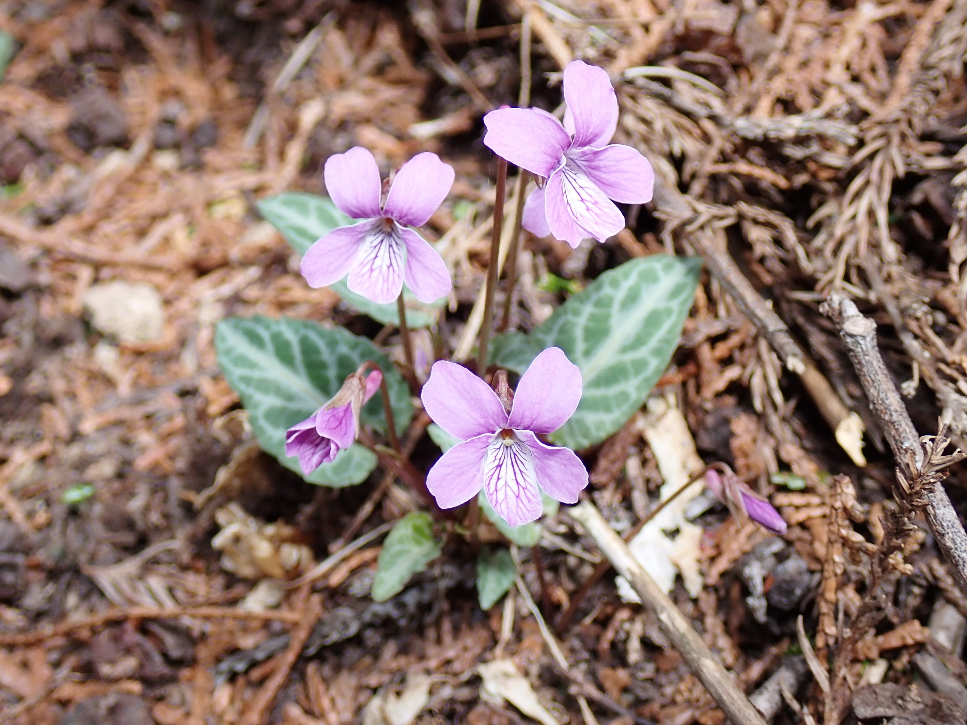 スミレの同定にチャレンジ！｜ちぐさ研究室