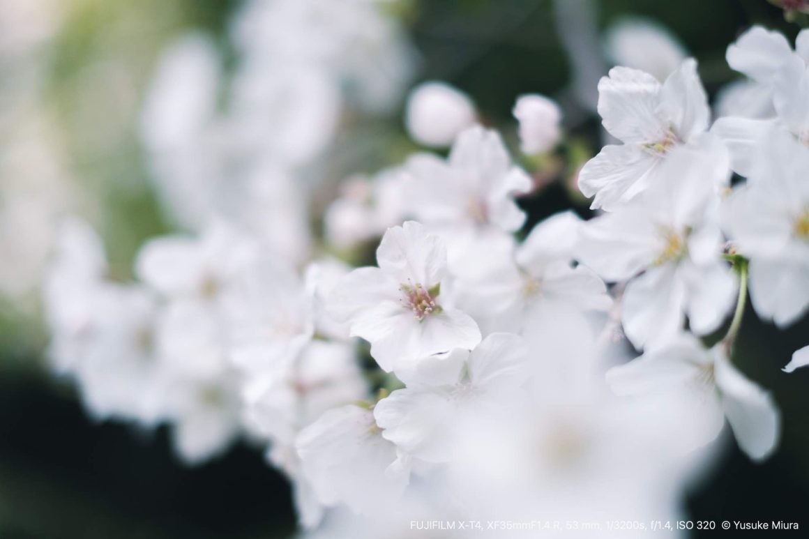 FUJINON XF35mmF1.4 R｜日常に咲く桜を撮る｜Yusuke Miura