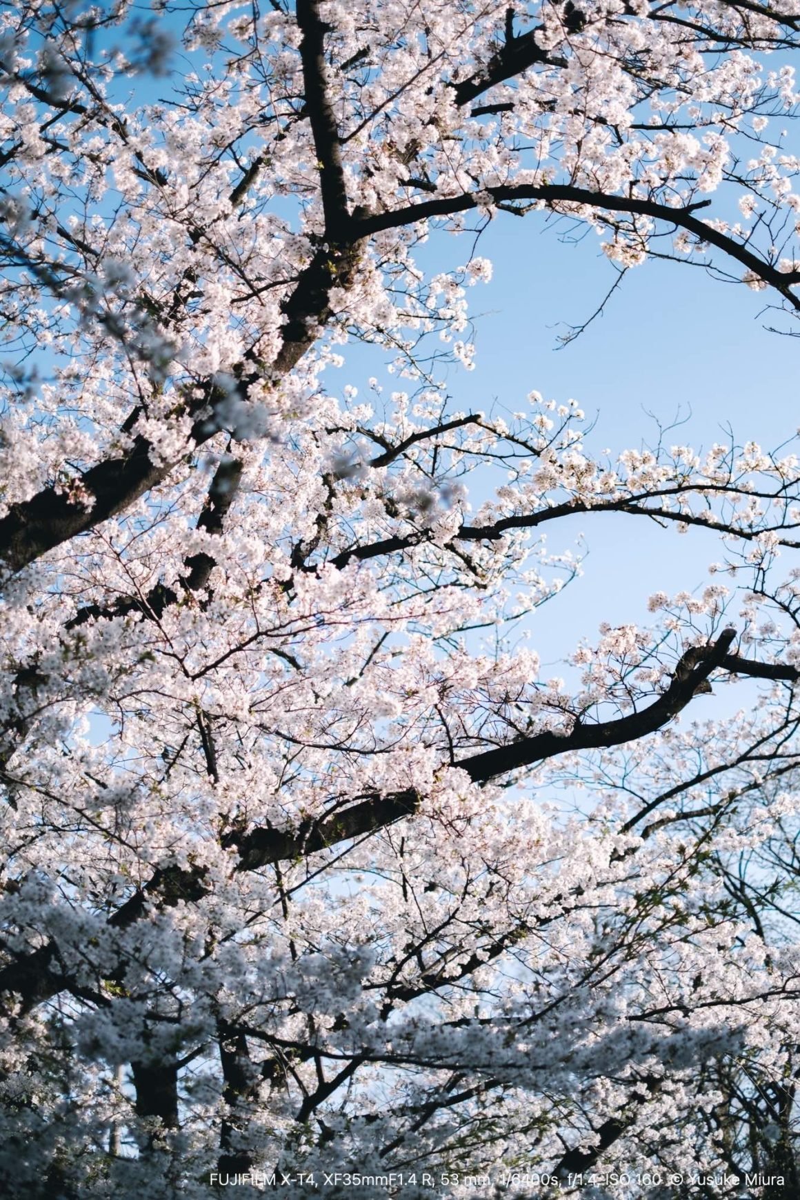 FUJINON XF35mmF1.4 R｜日常に咲く桜を撮る｜Yusuke Miura / starnote*