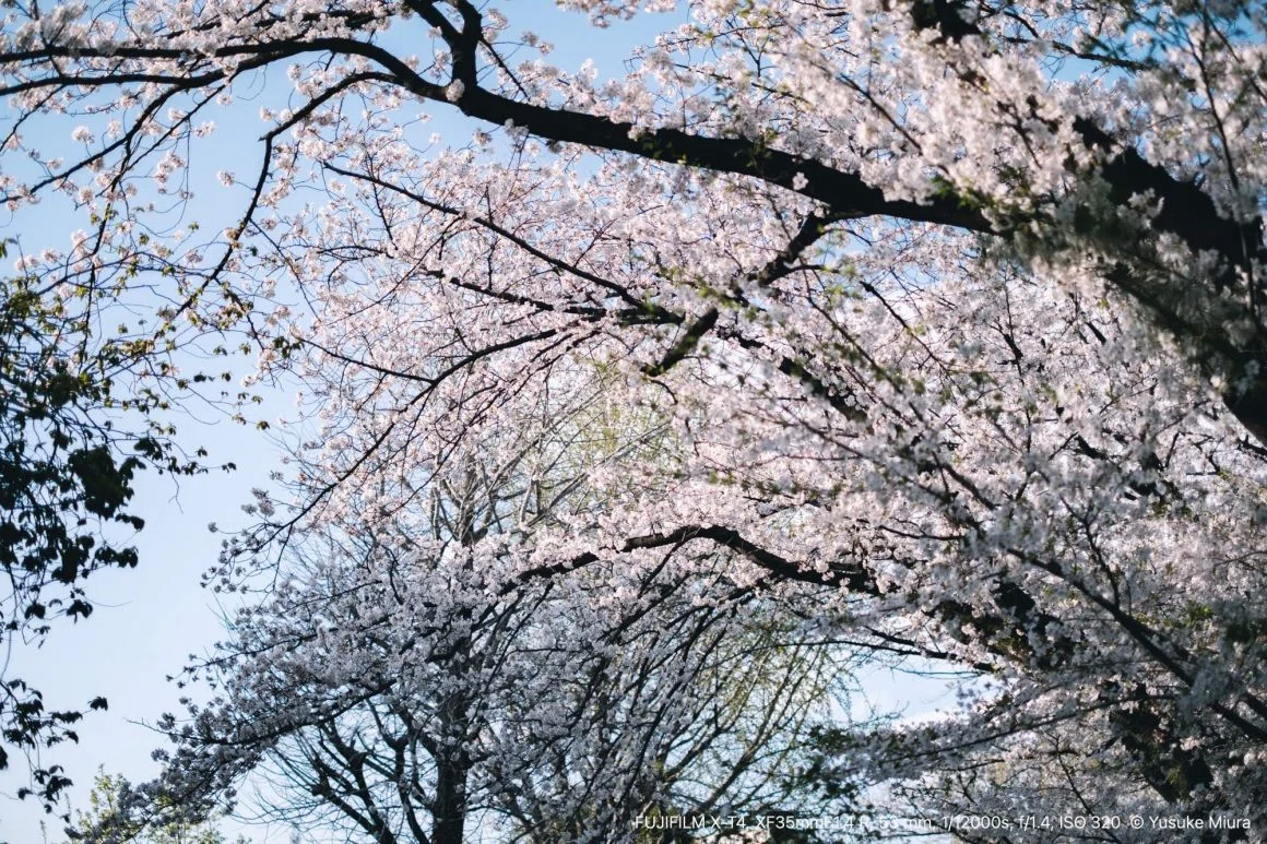 FUJINON XF35mmF1.4 R｜日常に咲く桜を撮る｜Yusuke Miura