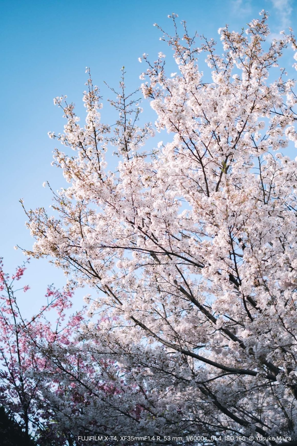 FUJINON XF35mmF1.4 R｜日常に咲く桜を撮る｜Yusuke Miura