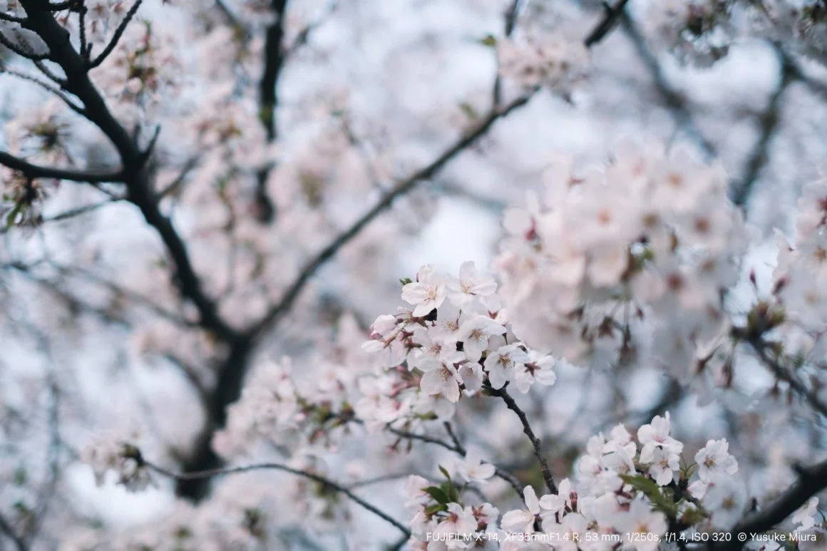 FUJINON XF35mmF1.4 R｜日常に咲く桜を撮る｜Yusuke Miura