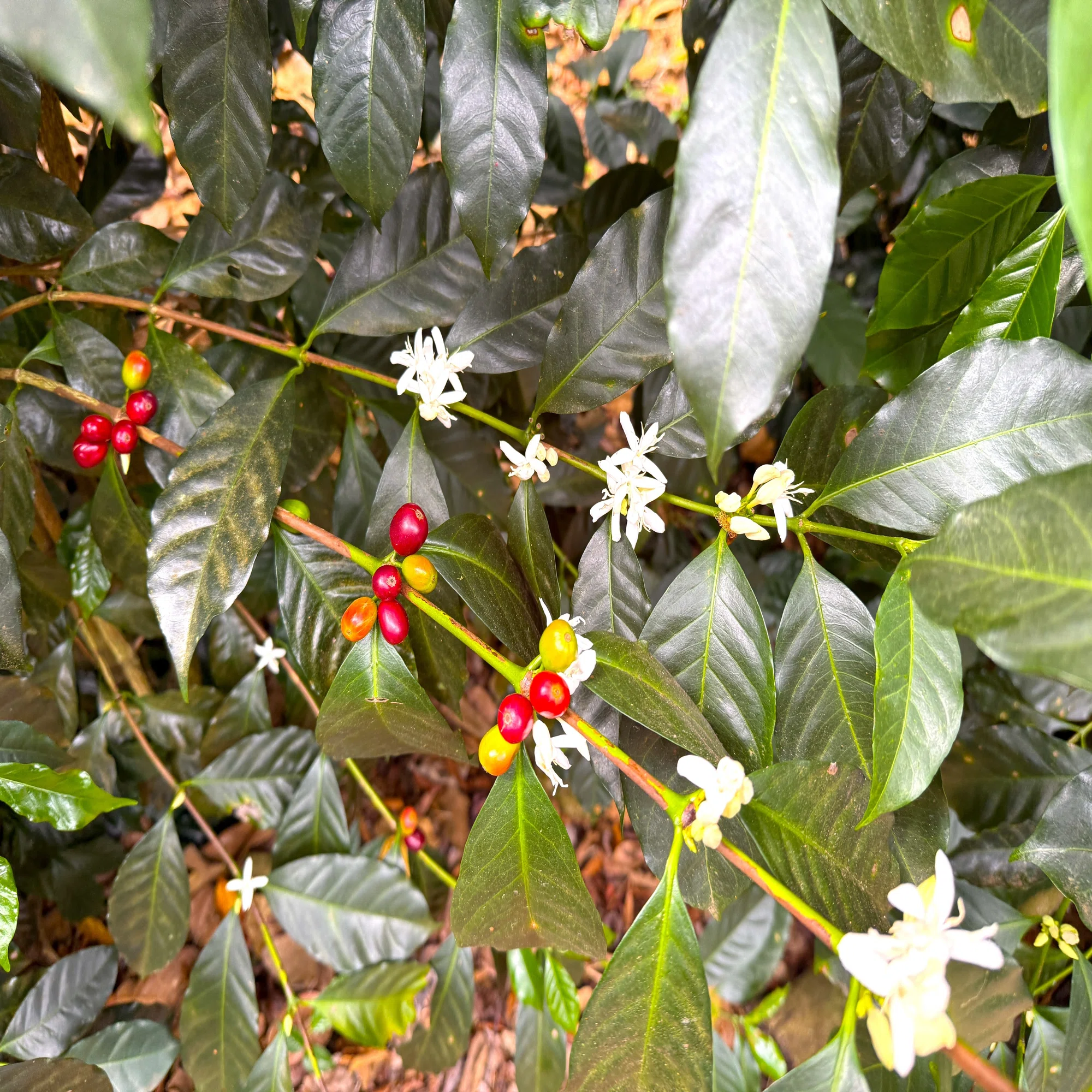 赤い実と白い花が同時に…」──その美しさの裏側にある、コーヒー農園 