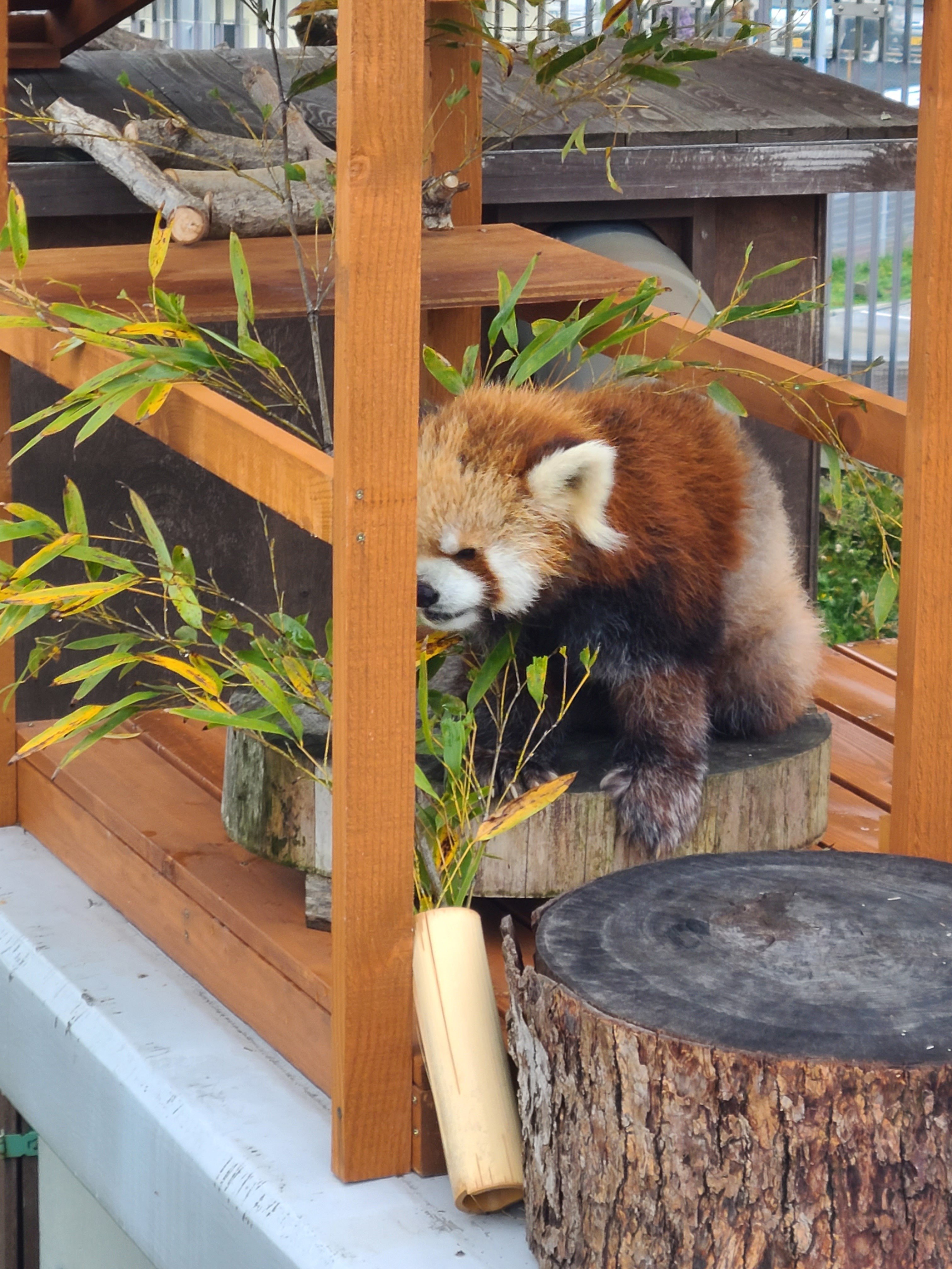 徳山動物園65年の歩みin周南市｜いちよ