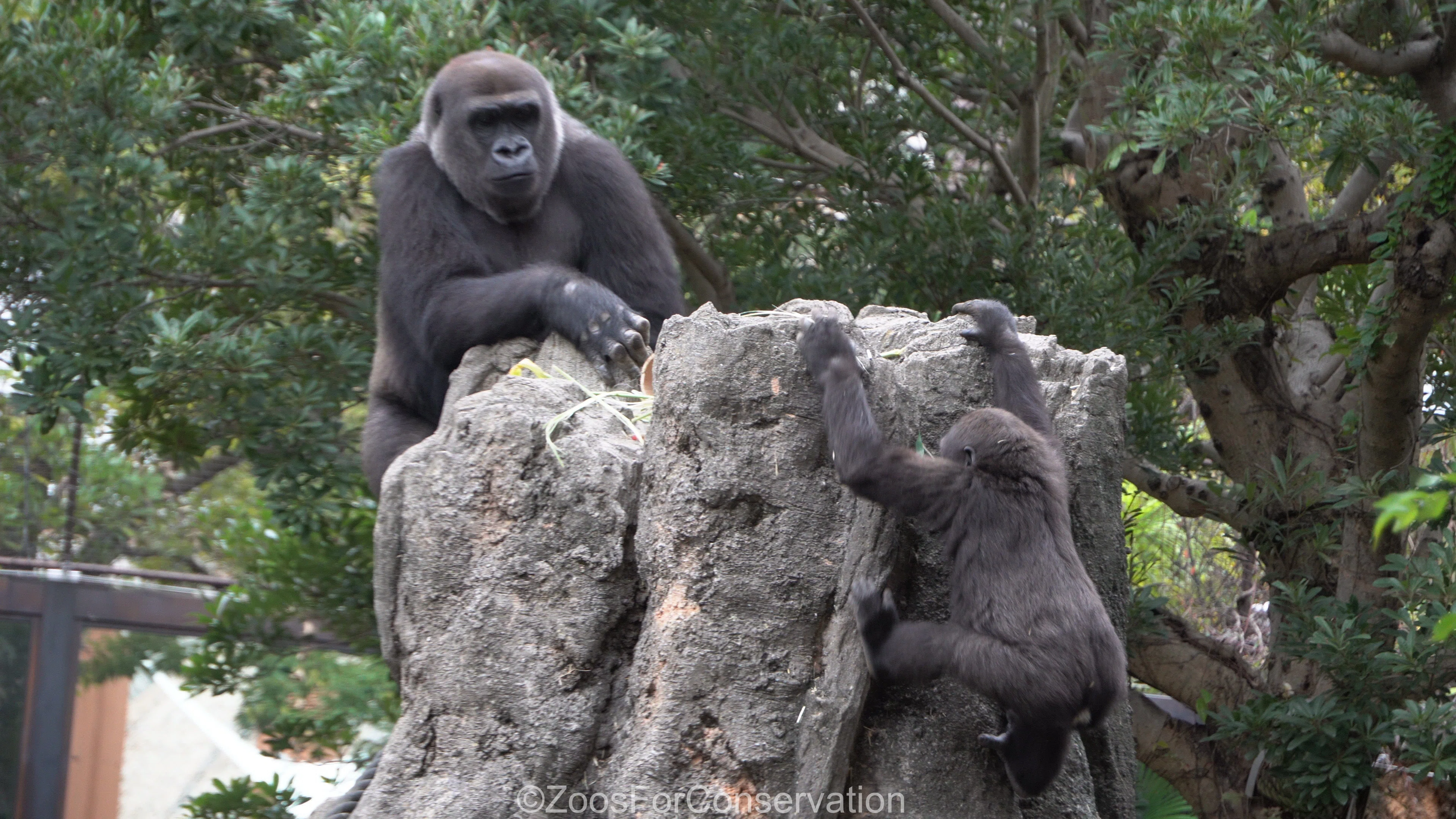 ゴリラの森は少々荒れ模様｜Ueno Zoo 202410d4｜Zoos For Conservation