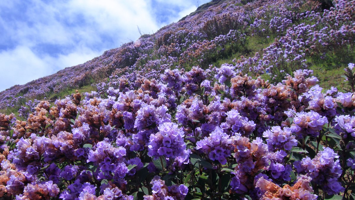 Neelakurinji by Rakeshkdogra