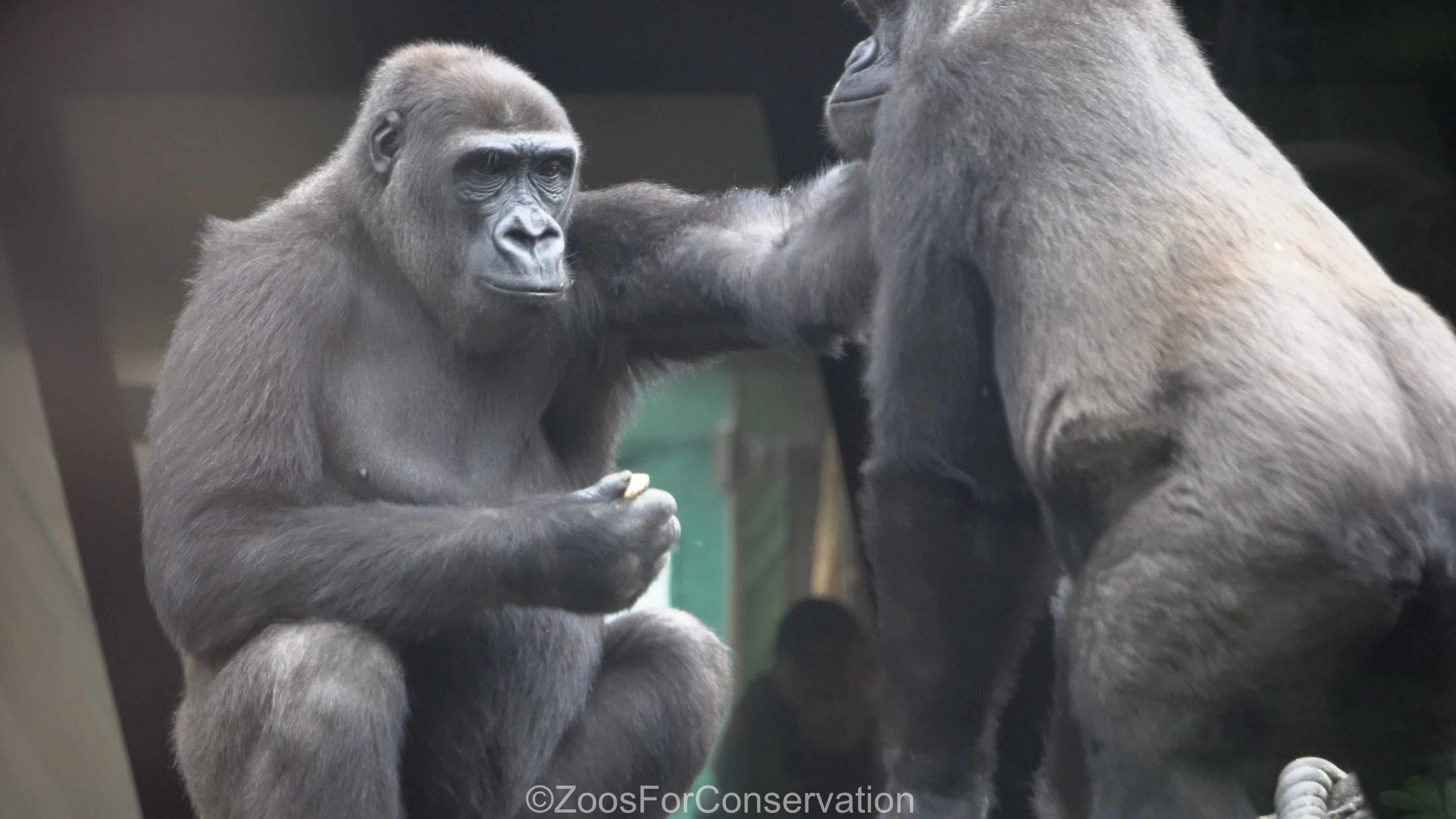 ゴリラの森は少々荒れ模様｜Ueno Zoo 202410d4｜Zoos For Conservation