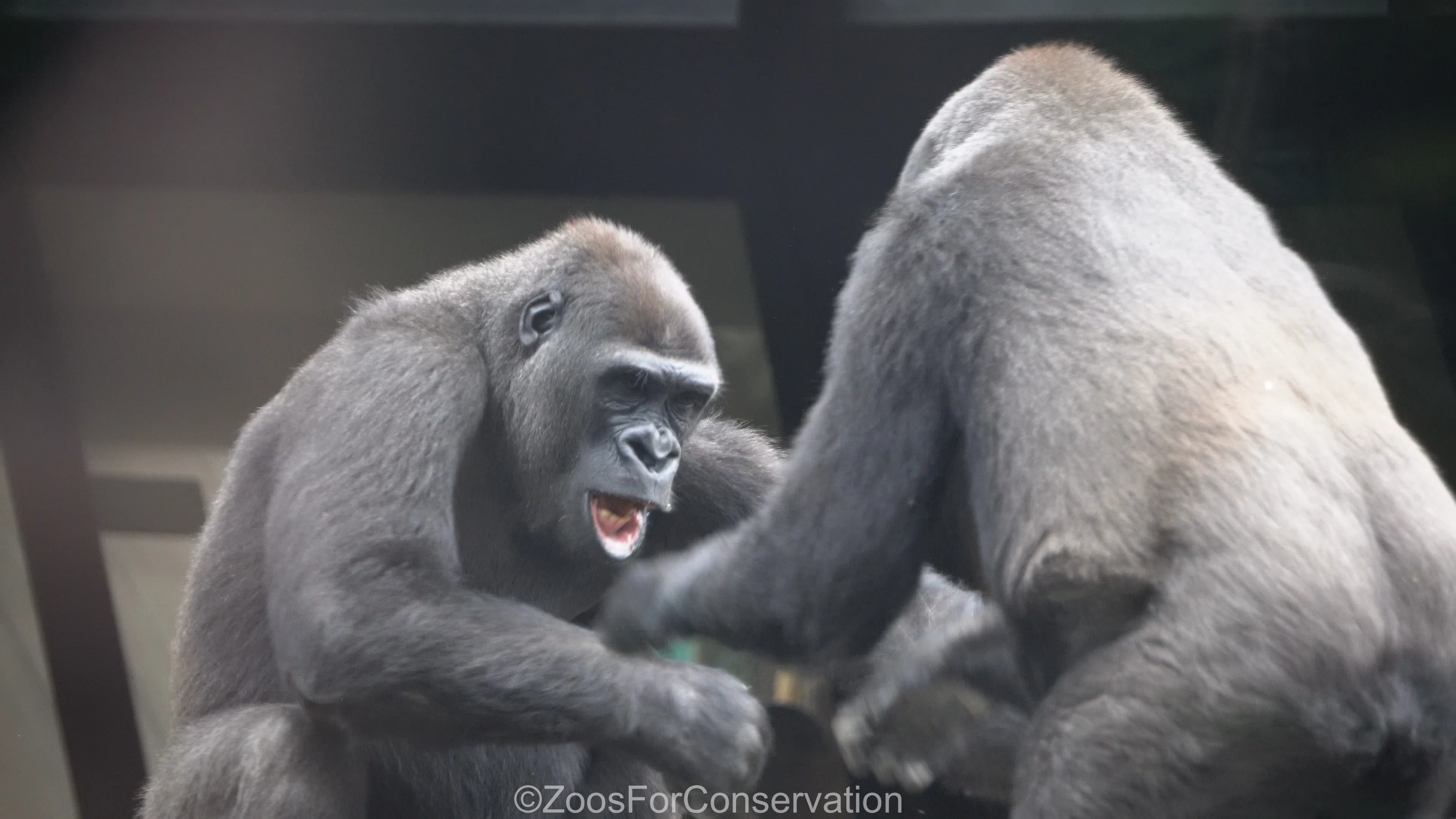 ゴリラの森は少々荒れ模様｜Ueno Zoo 202410d4｜Zoos For Conservation