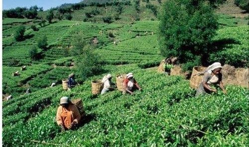 Kangra Tea Garden by hpkangra.nic.in