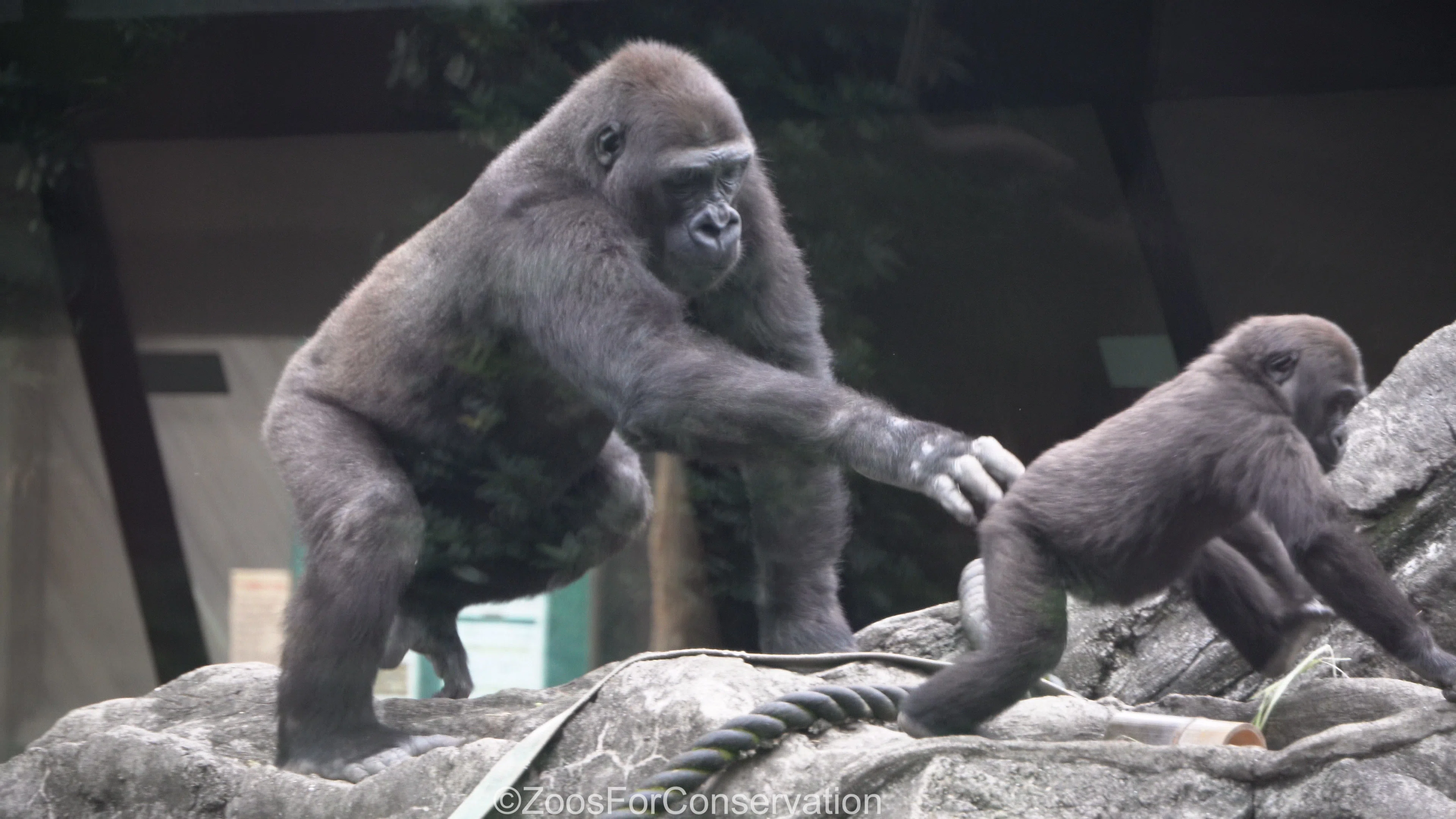 ゴリラの森は少々荒れ模様｜Ueno Zoo 202410d4｜Zoos For Conservation