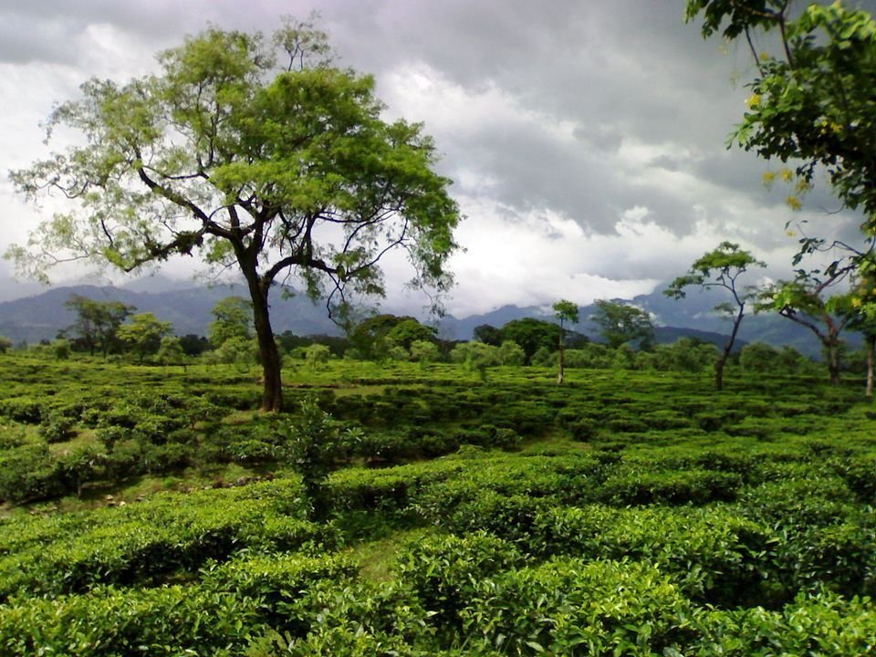 Hila Tea Estate by Rajibnandi