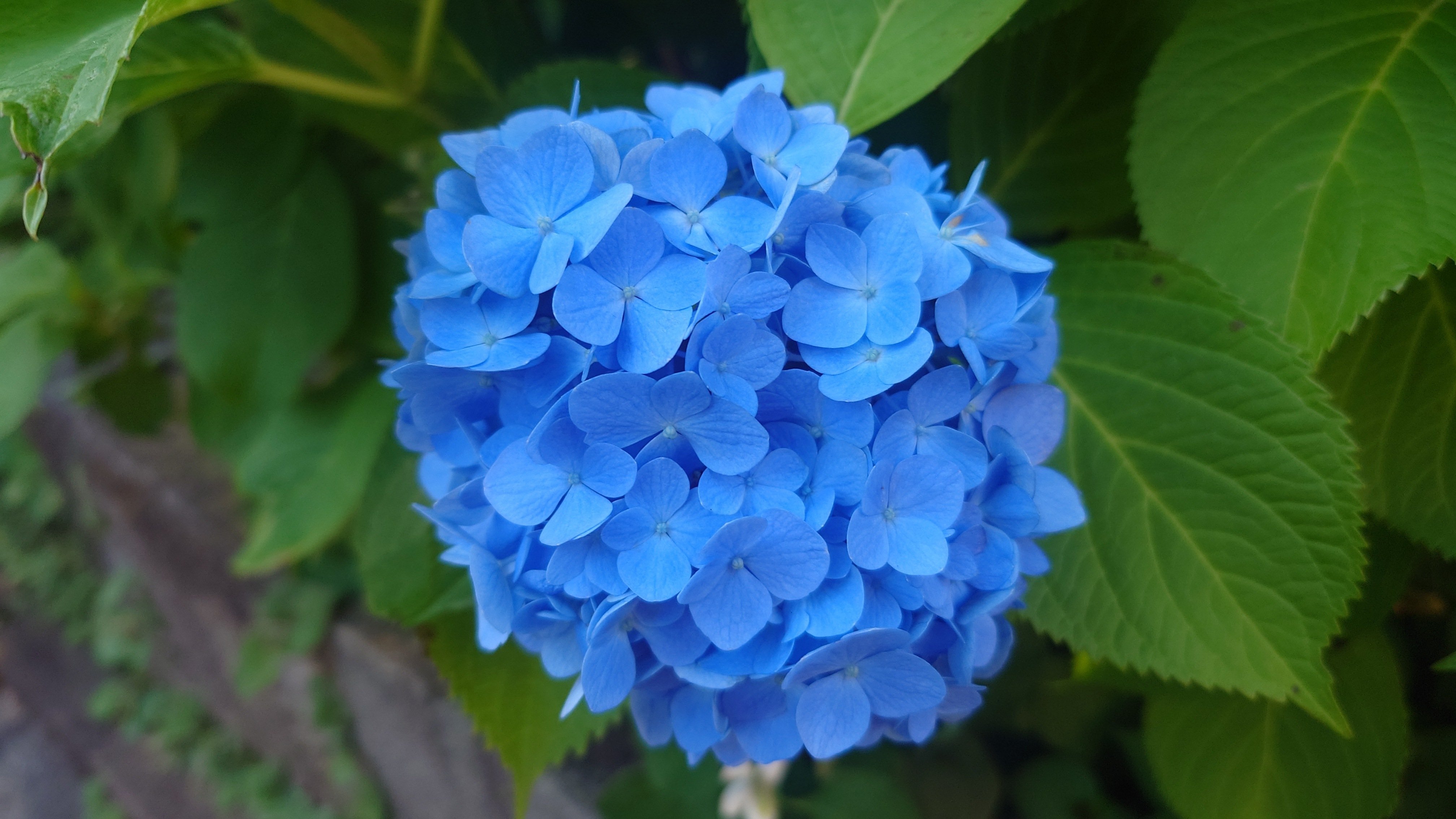 かぺ様 リクエスト 2点 まとめ商品 紫陽花 アジサイ サプライズ