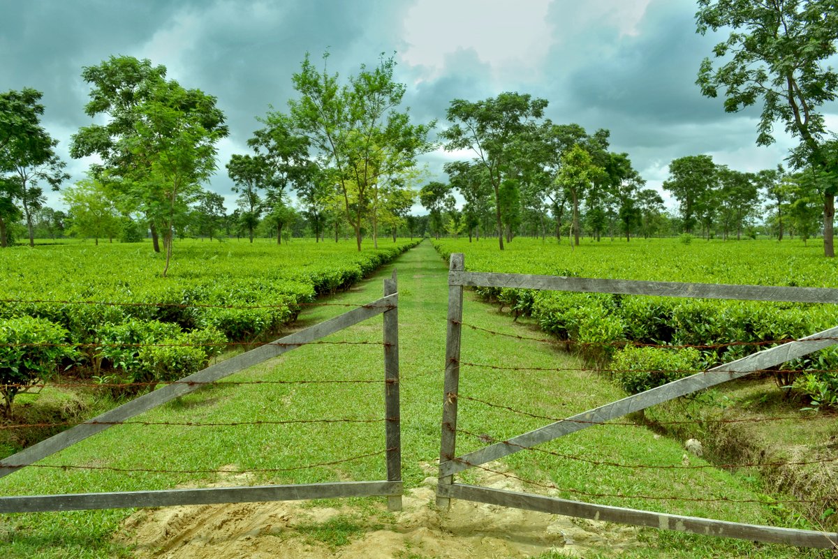 Tea garden of Assam by 	Ronyrules