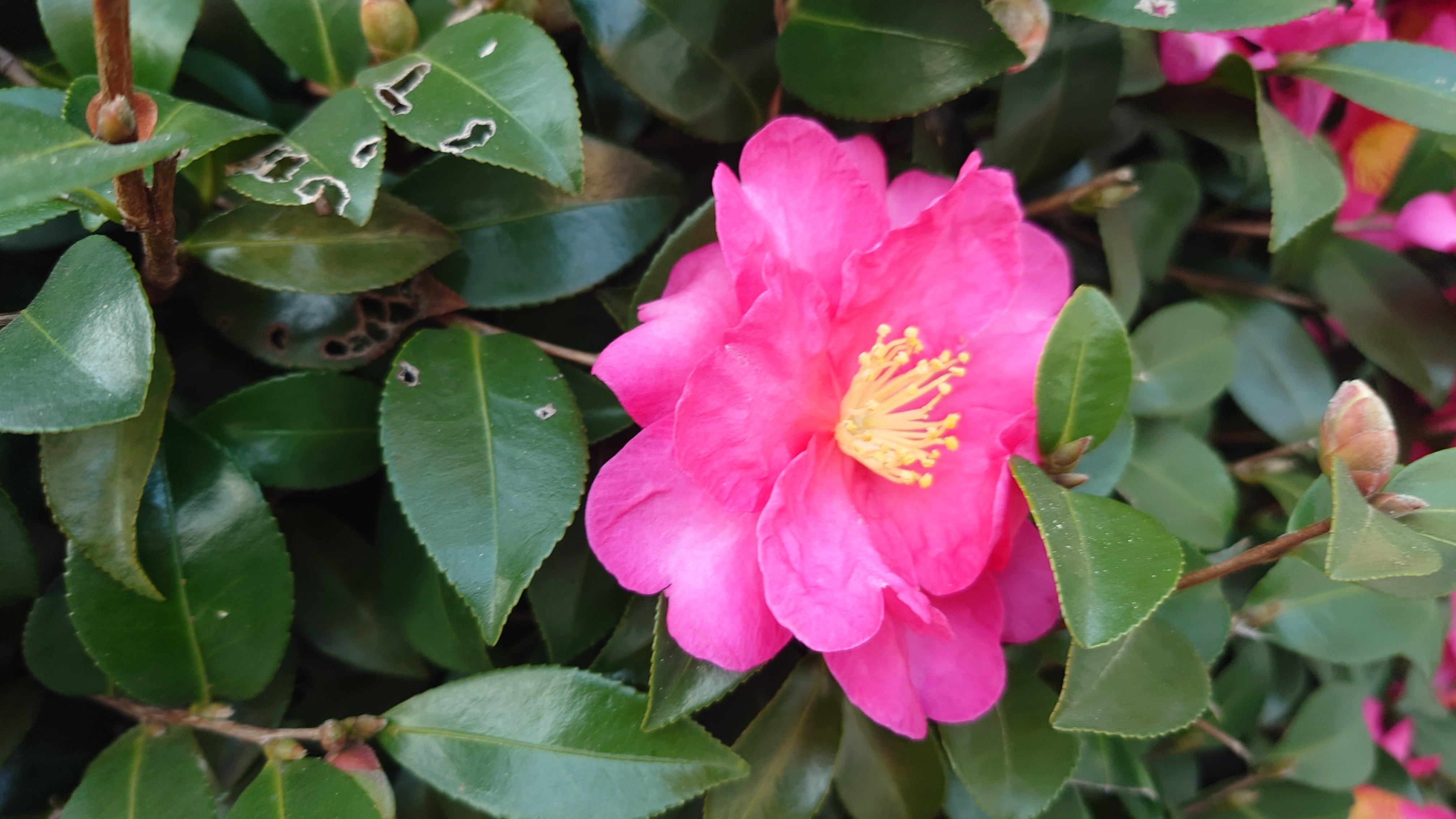 【激安通販 オンラインショップ】 植物好きの視点から読み解く創作物の植物〜第6回「マリア様がみ 絵画