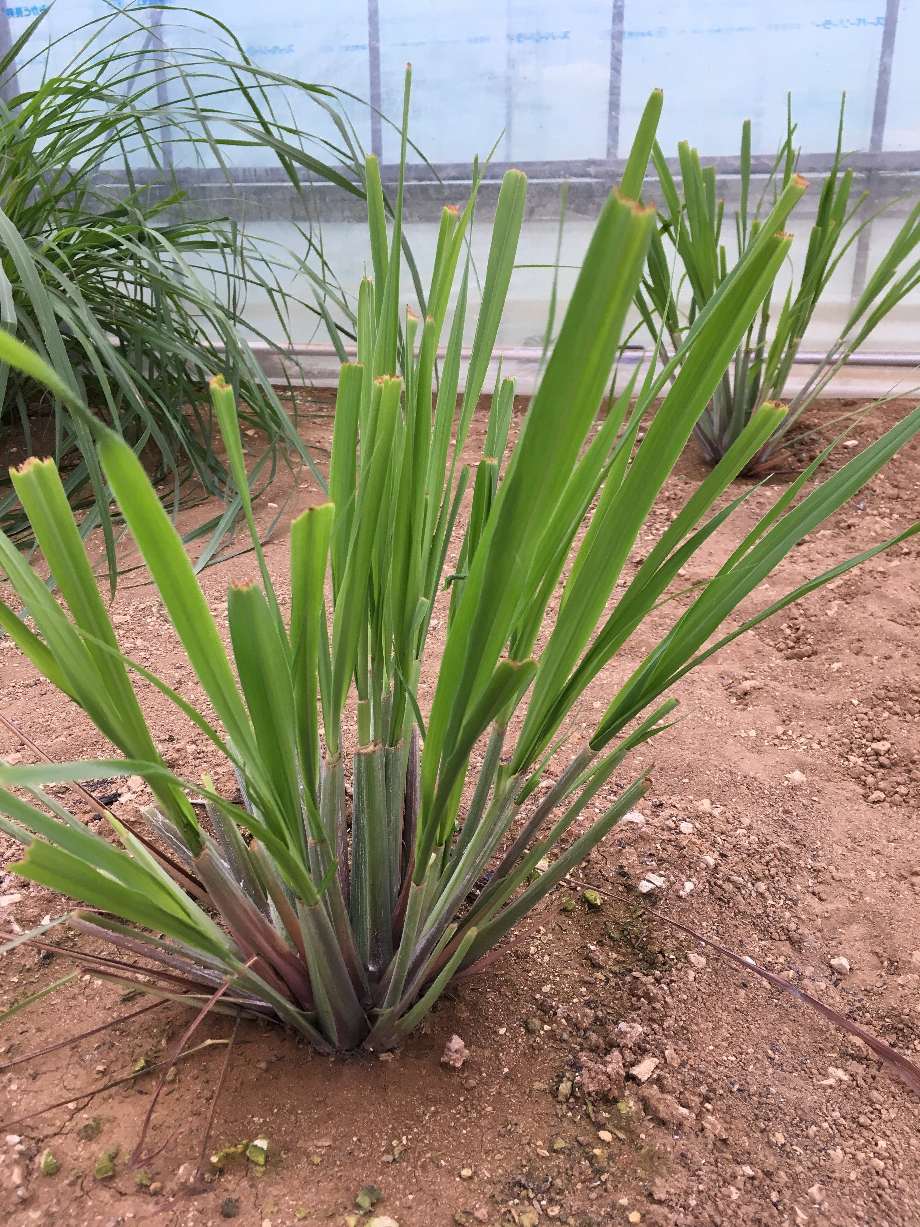 植物好きの視点から読み解く創作物の植物〜第6回「マリア様がみ