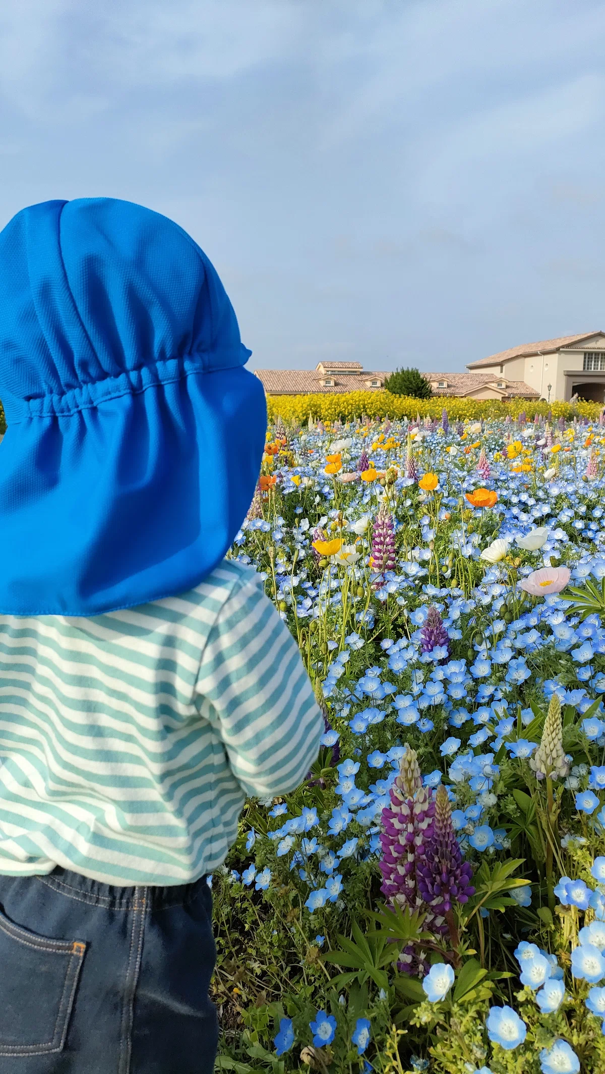 [Parenting Diary] Went to see the Nemophila!｜エルザス