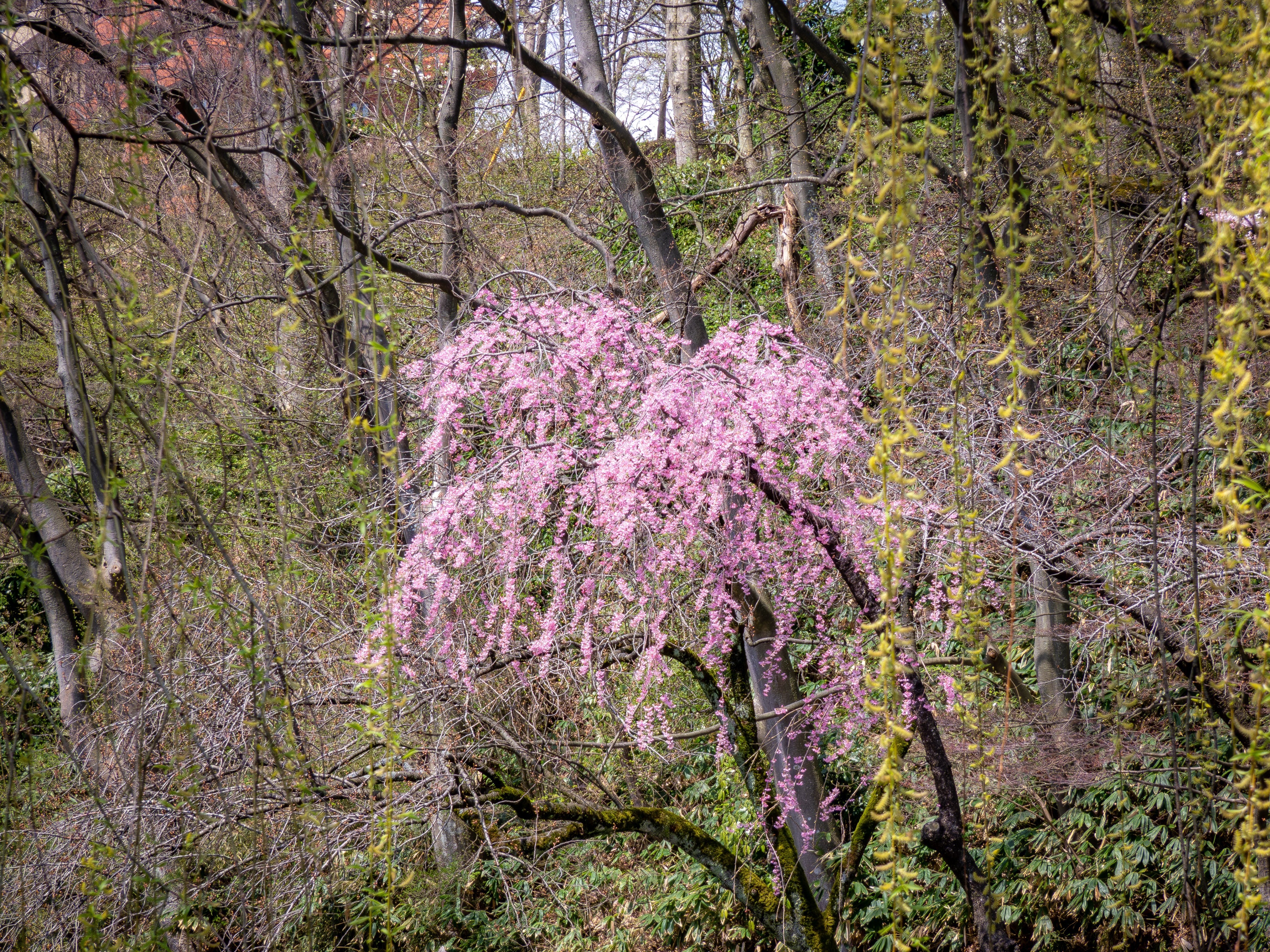 おまとめ二点　大自然　風と桜 4K] 2月早春の東京花景：梅と河津桜：Tokyo Flower Scenery in