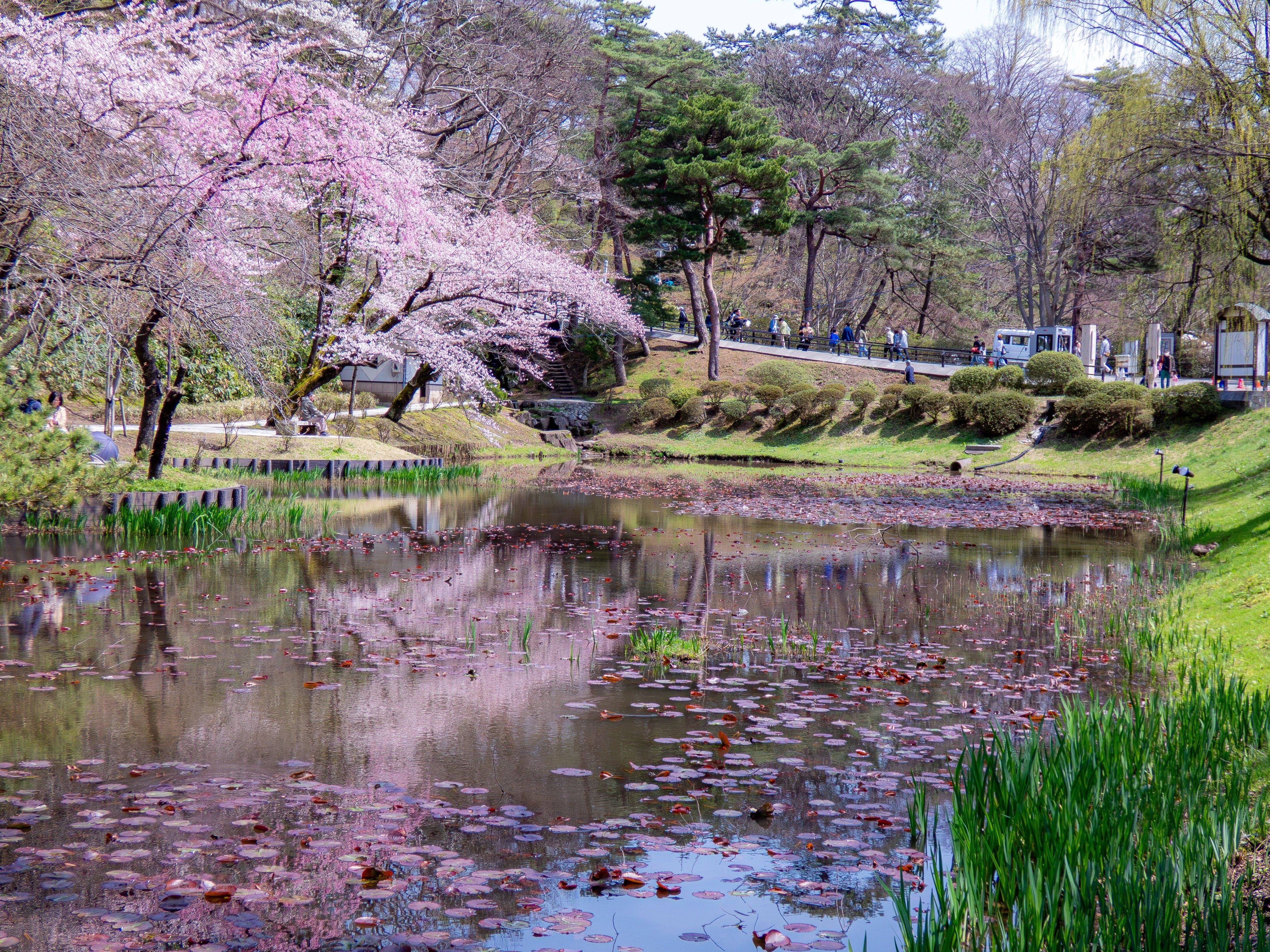 千秋公園で桜撮影 / Photolog【LUMIX FZ85D】｜Re_passo