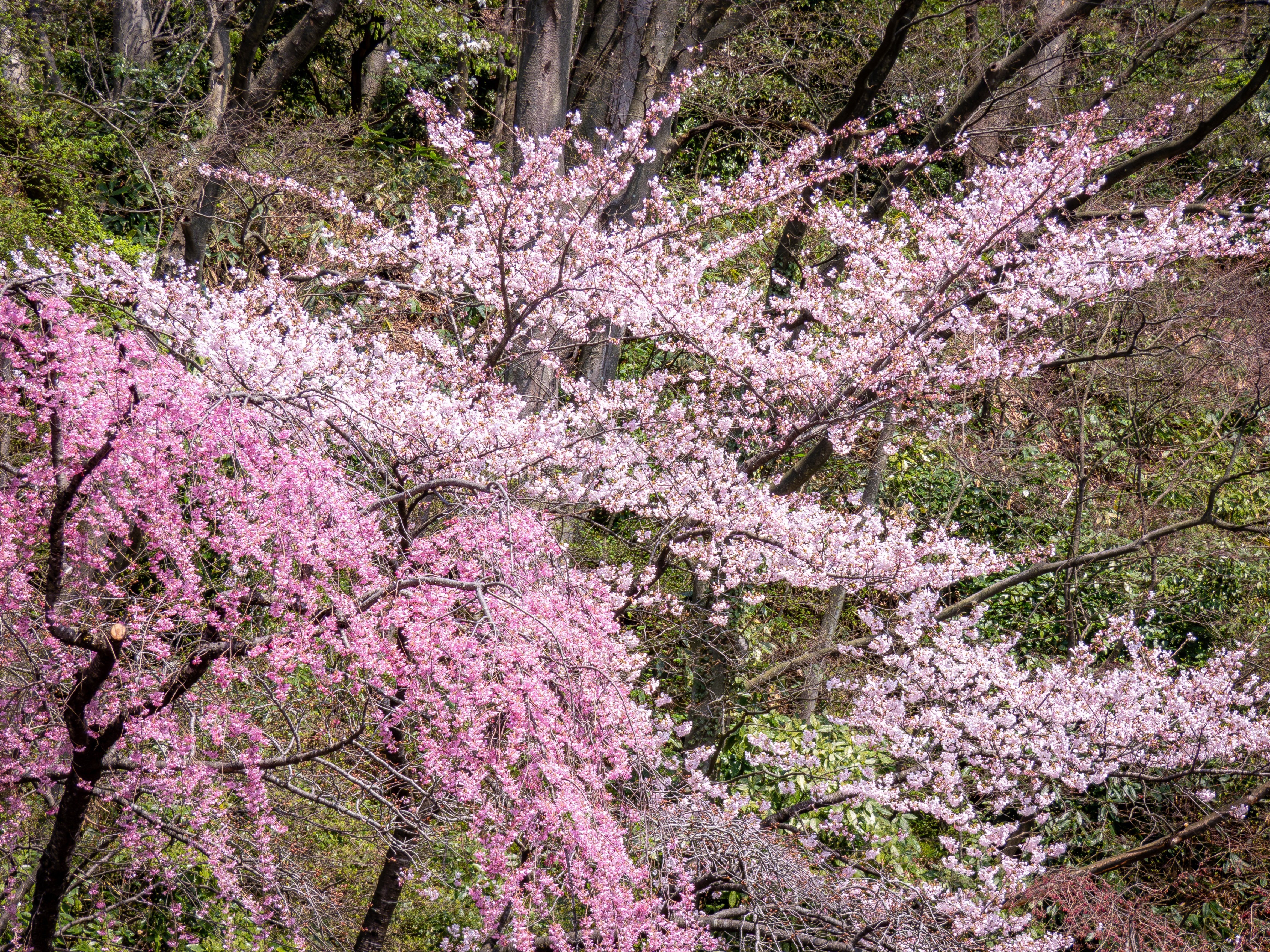 千秋公園で桜撮影 / Photolog【LUMIX FZ85D】｜Re_passo