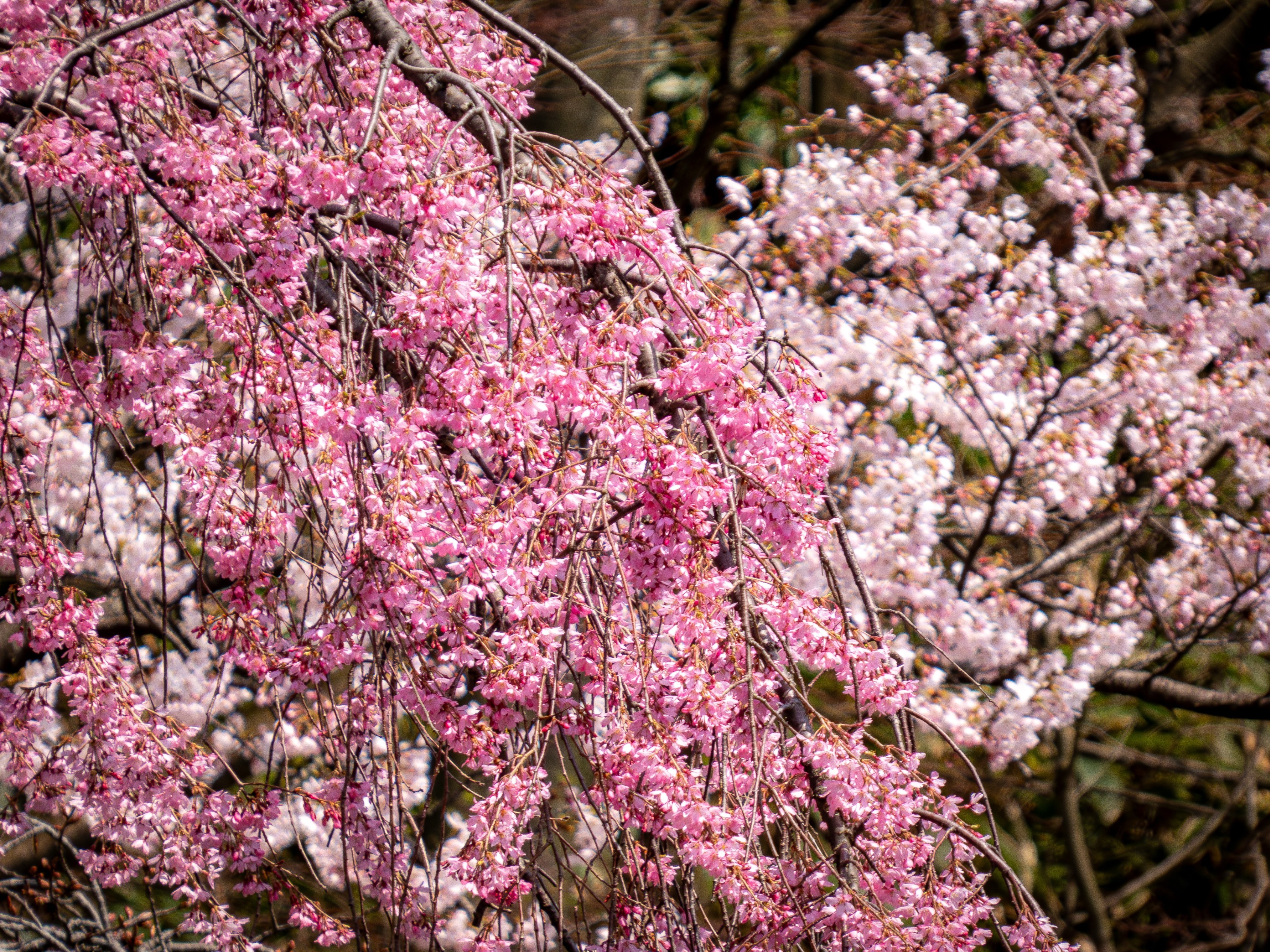 おまとめ二点　大自然　風と桜 富士山と桜が織りなす日本の原風景、忍野八海 | Trip.com 忍野村