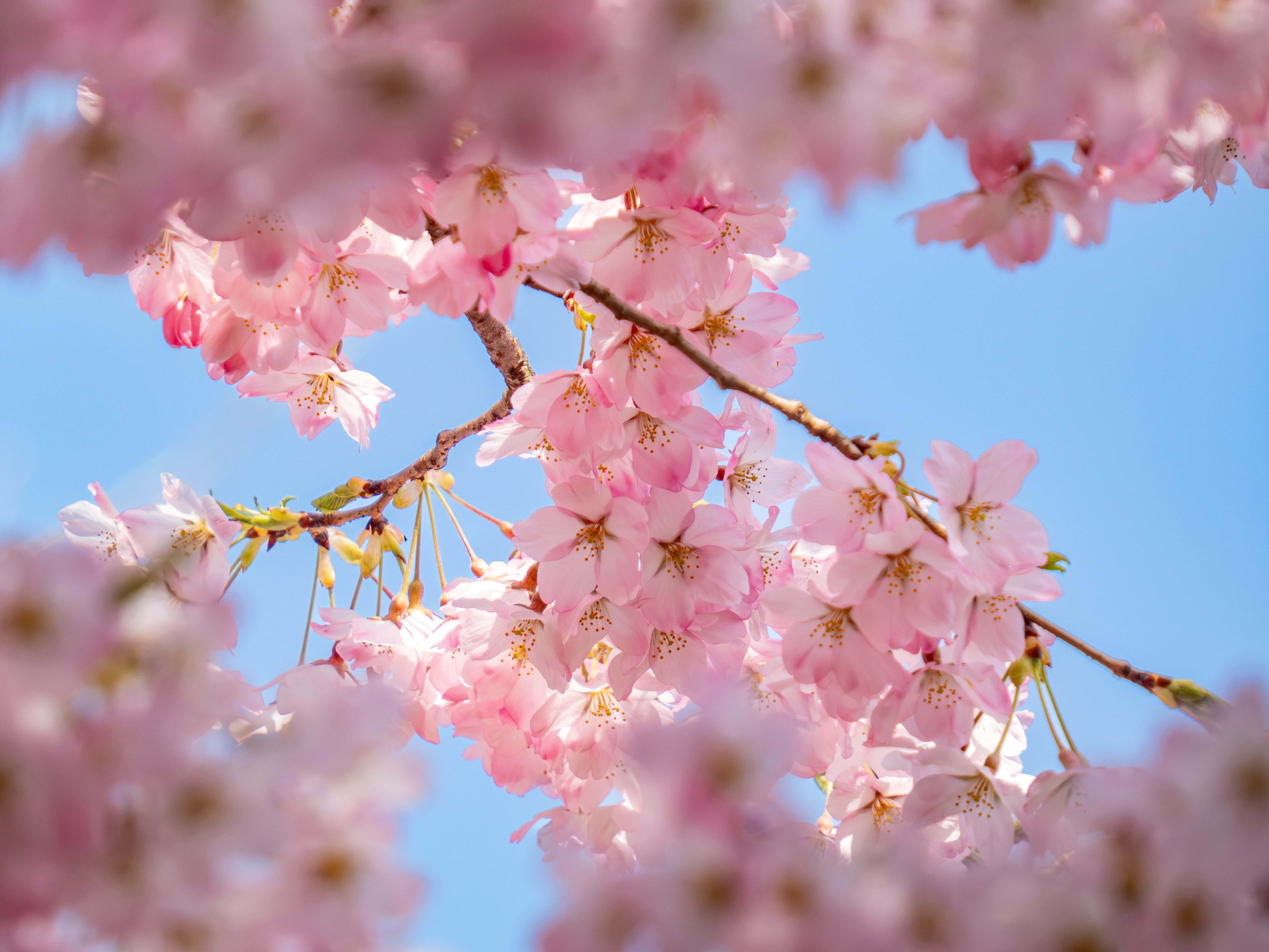 千秋公園で桜撮影 / Photolog【LUMIX FZ85D】｜Re_passo