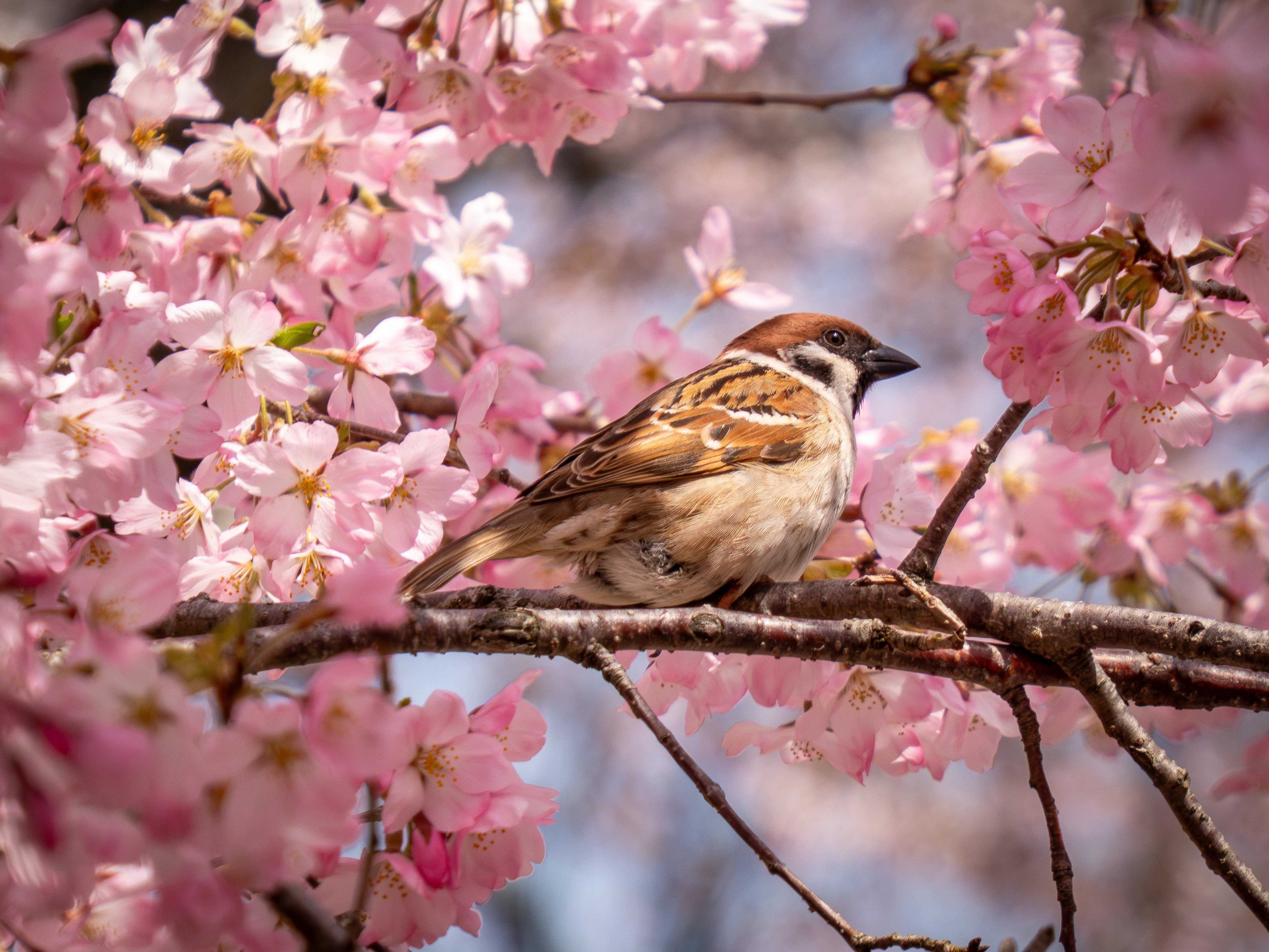 桜 千秋公園で桜撮影 / Photolog【LUMIX FZ85D】｜Re_passo