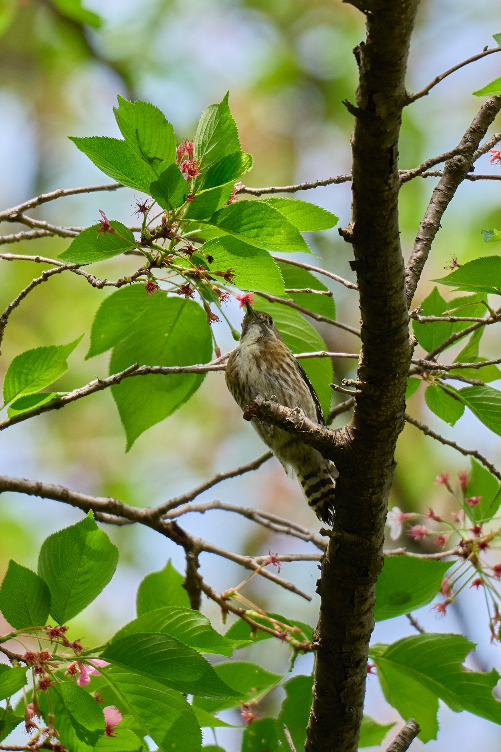 LUMIXで始める野鳥撮影[S5Ⅱ/Sigma150-600mmF5-6.3 DG DN OS]｜にゃん