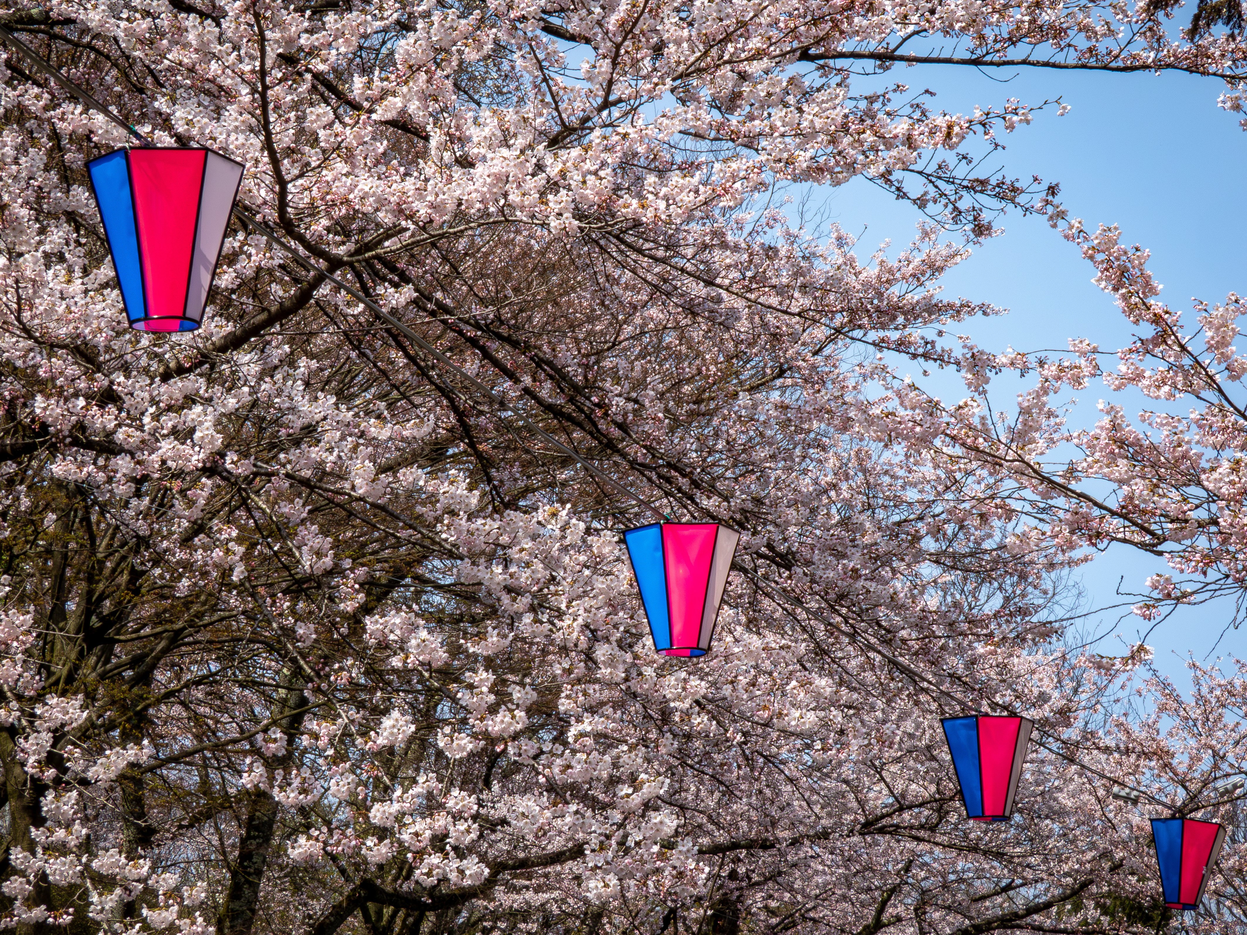 千秋公園で桜撮影 / Photolog【LUMIX FZ85D】｜Re_passo