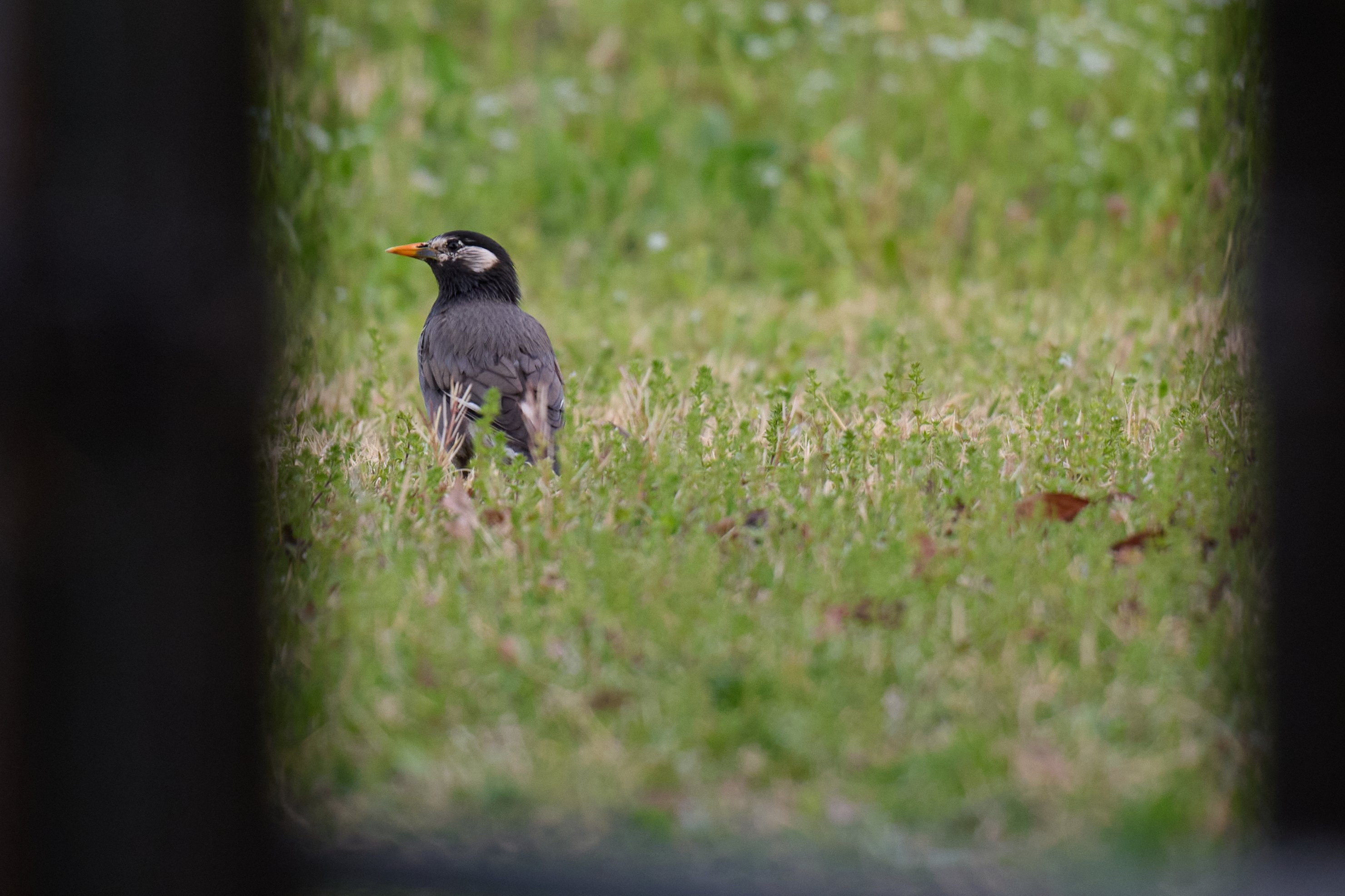 LUMIXで始める野鳥撮影[S5Ⅱ/Sigma150-600mmF5-6.3 DG DN OS]｜にゃん