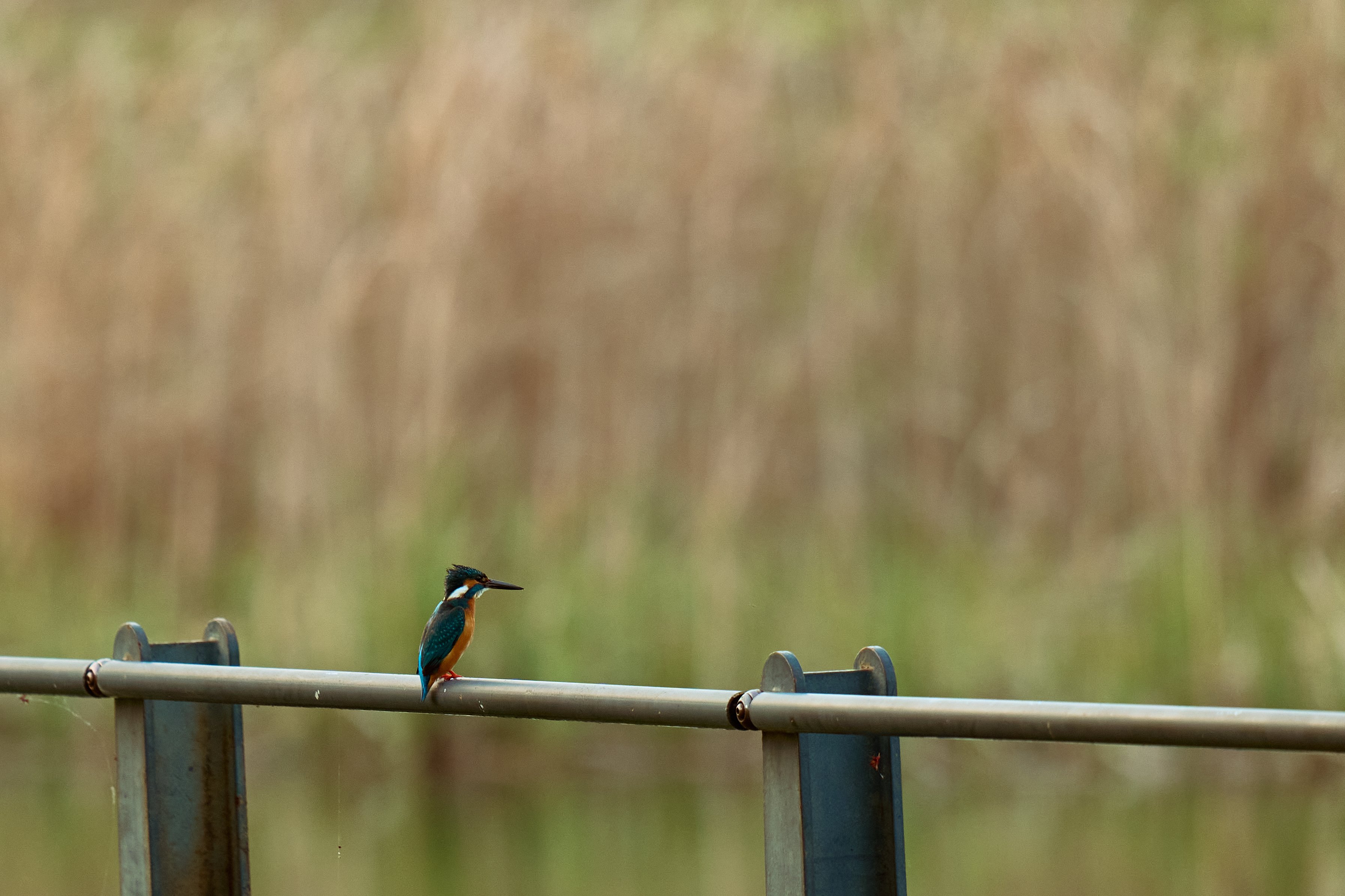 野鳥撮影に！sigma 150-600mm F5-6.3 Sports EF LUMIXで始める野鳥撮影[S5Ⅱ/Sigma150-600mmF5-6.3 DG DN OS