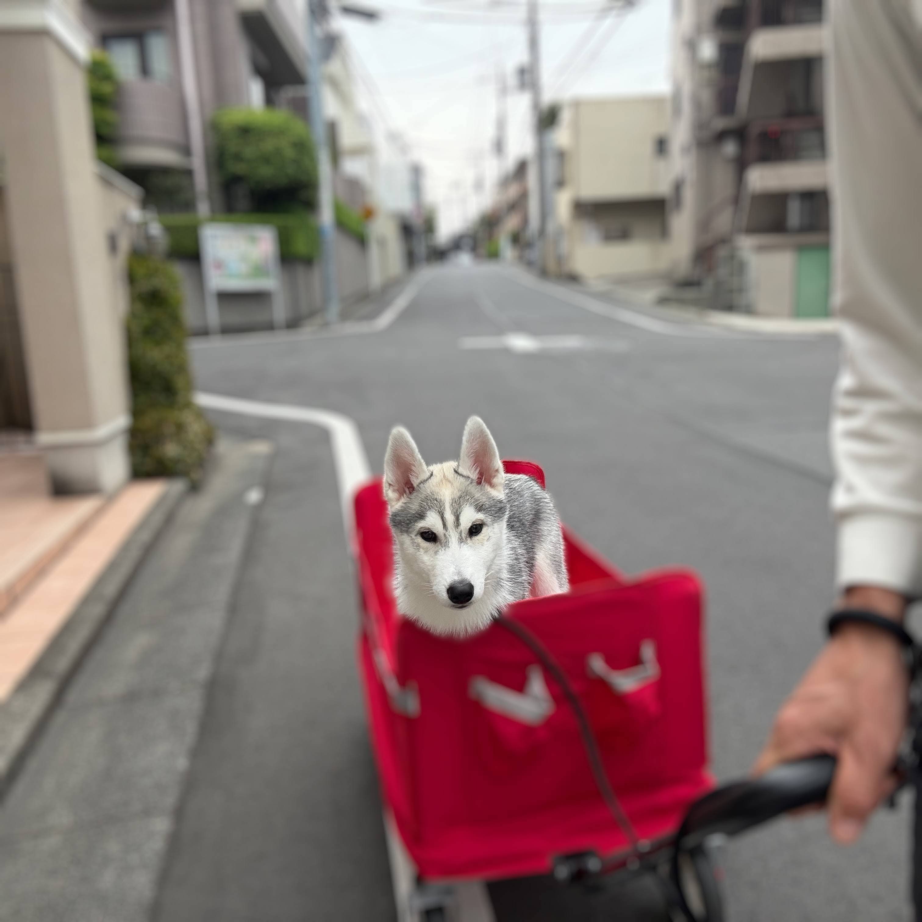 レビュー高評価商品 4月20日（日） 来週に向けて休養でZwift1時間｜akihiro.takaoka センターテーブル・ローテーブル