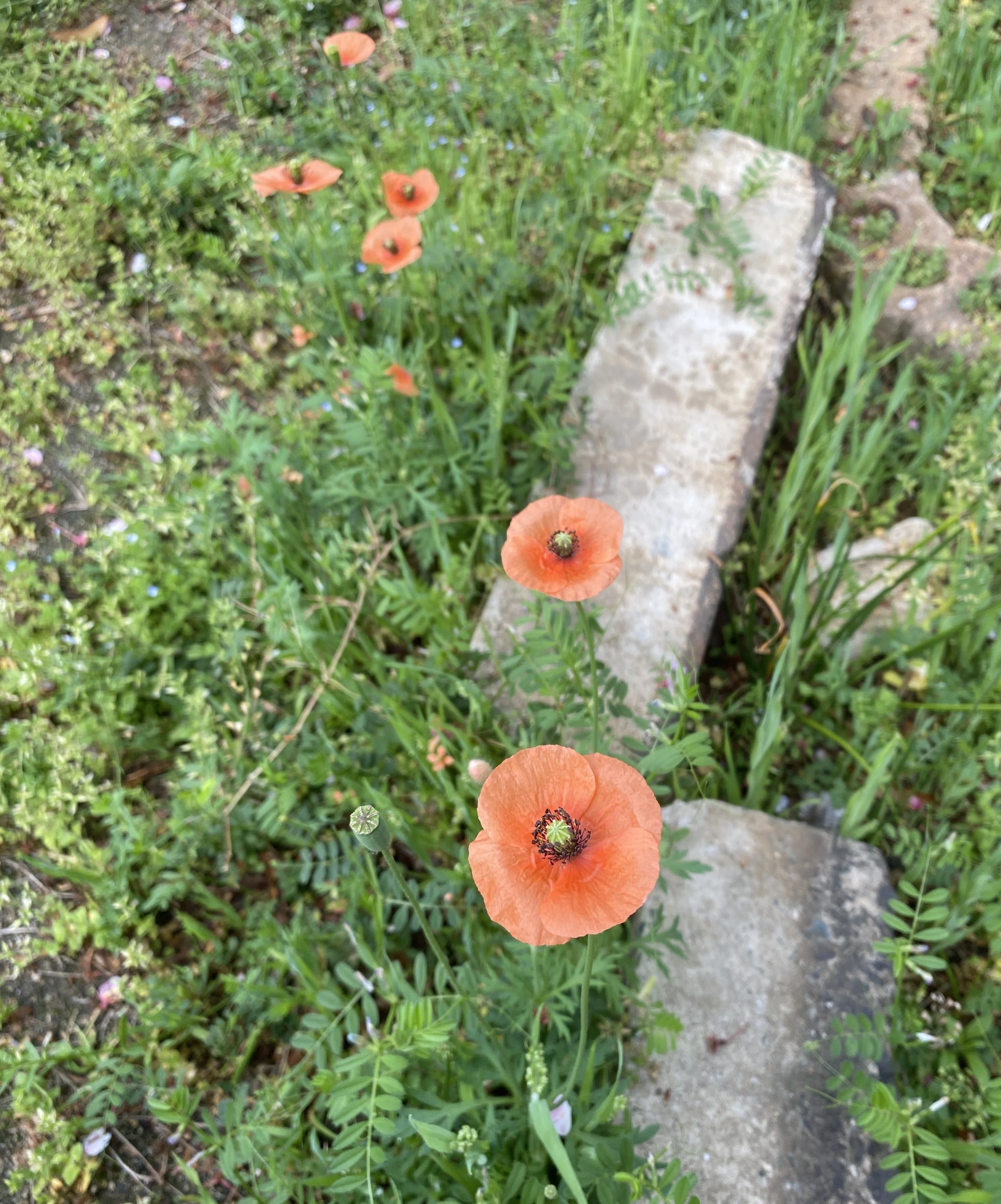 カワイイ花には毒がある！ナガミヒナゲシに御用心｜ウラケン・ボルボックス