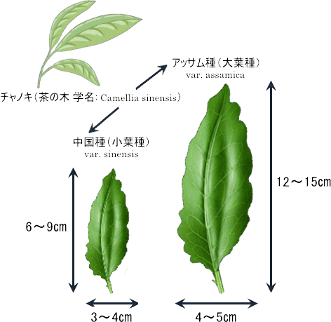 チャノキ( Camellia sinensis )