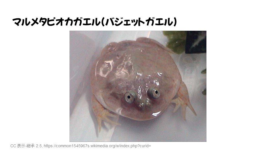 カエルの生態』～水陸両用、これが究極系！？～リテラ探究学習
