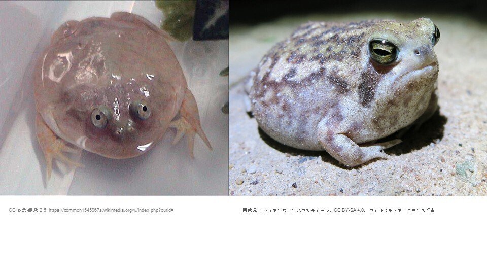 カエルの生態』～水陸両用、これが究極系！？～リテラ探究学習