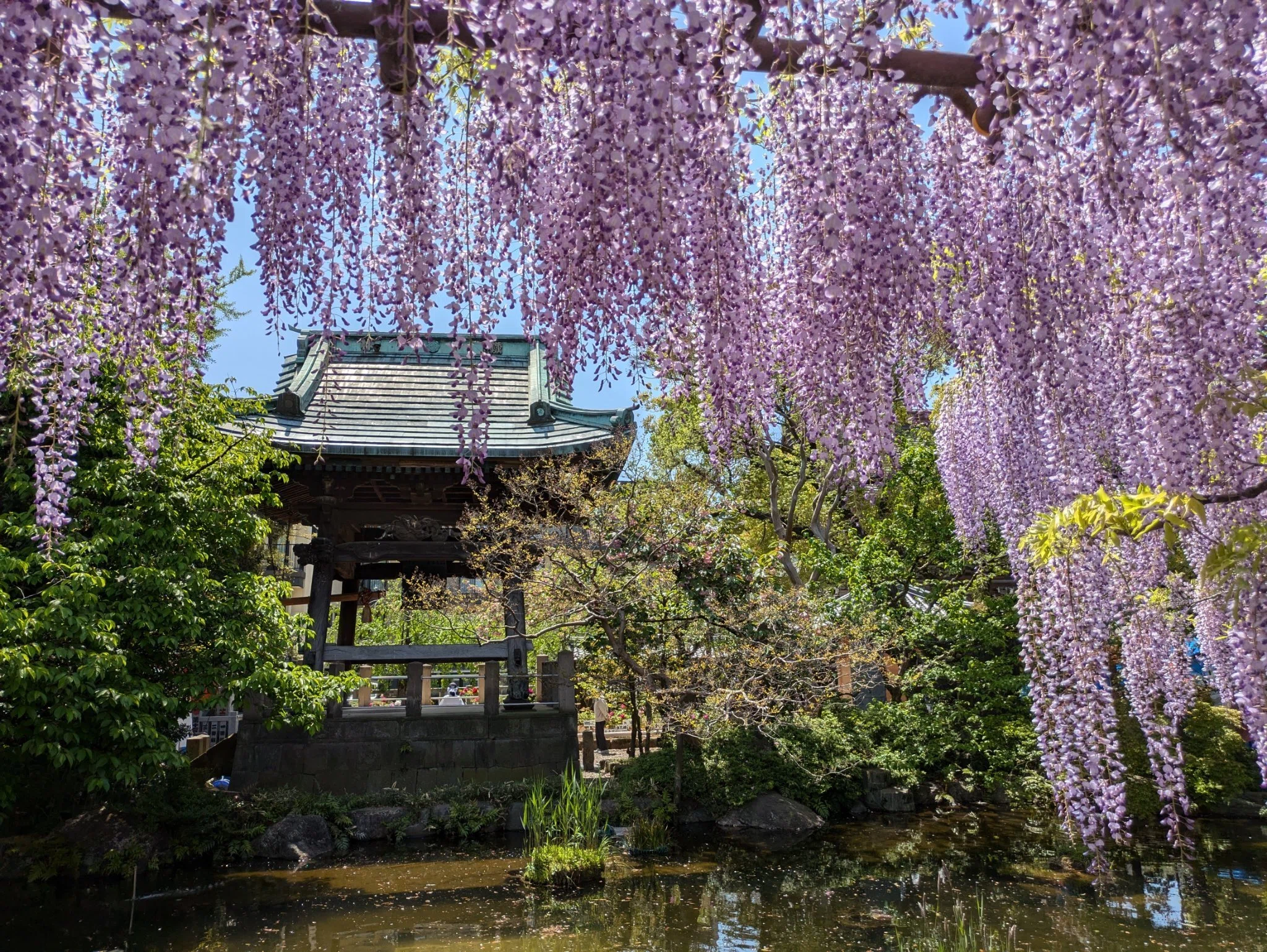 西新井大師の藤と牡丹（花散歩）｜白桃ゆめの