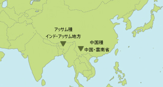 アッサム地方と雲南省