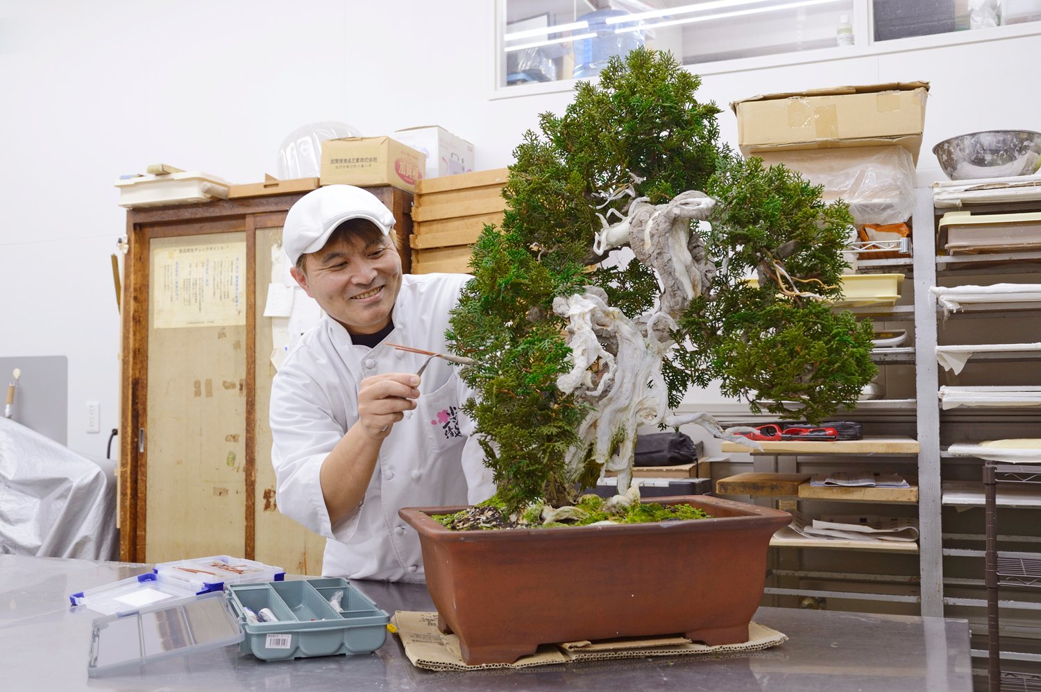 創作盆栽に挑む : 生きている芸術 （現代アートと盆栽との融合で